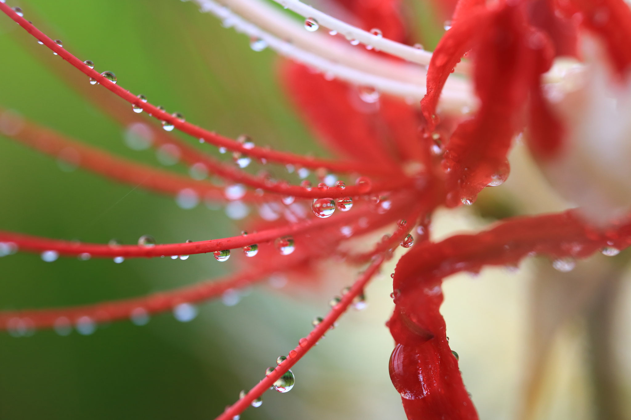 雨粒の宝石で飾られた彼岸花(9/24 13:15 南大隅町)