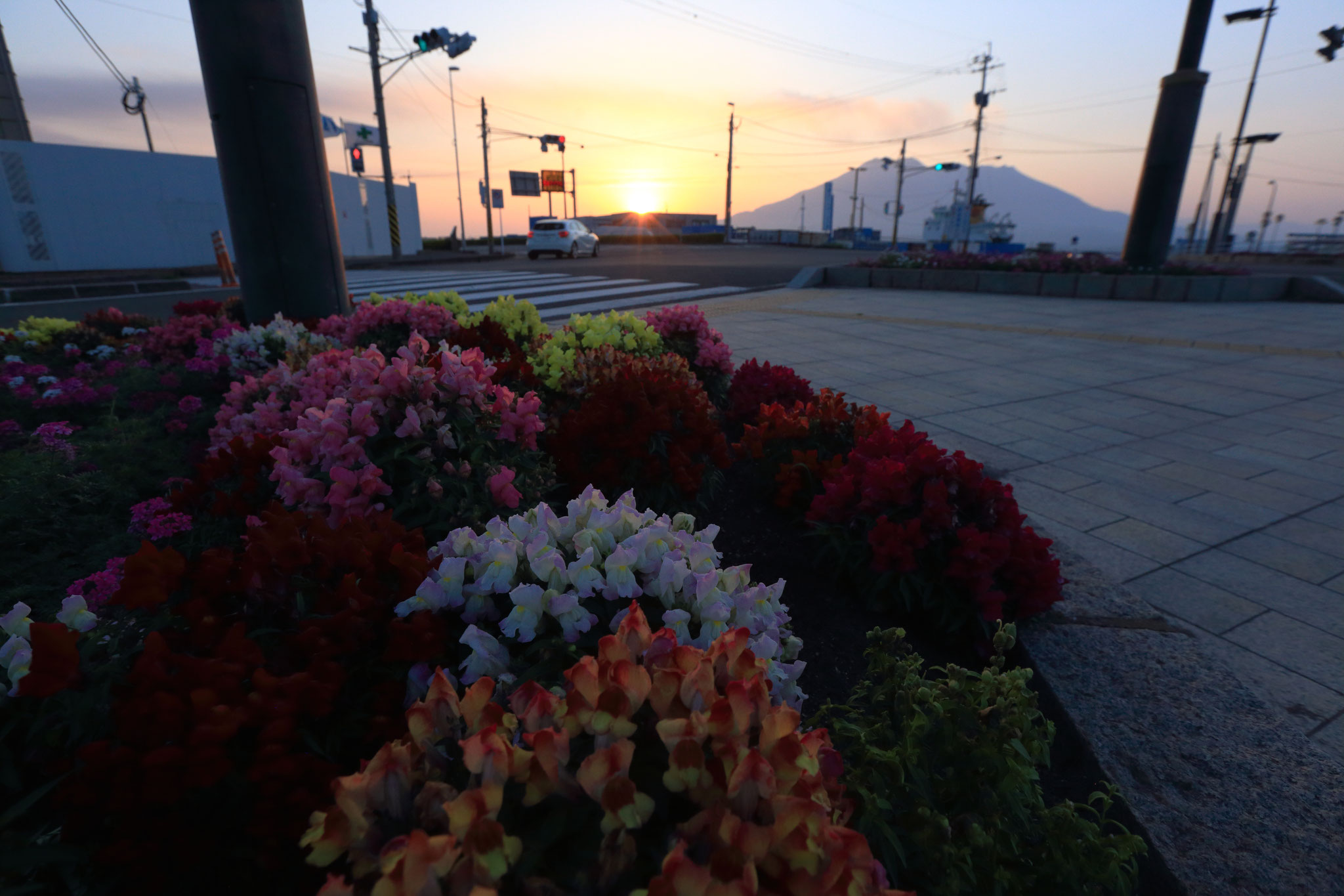 鹿児島市の道路華やかに（4/29 鹿児島市）