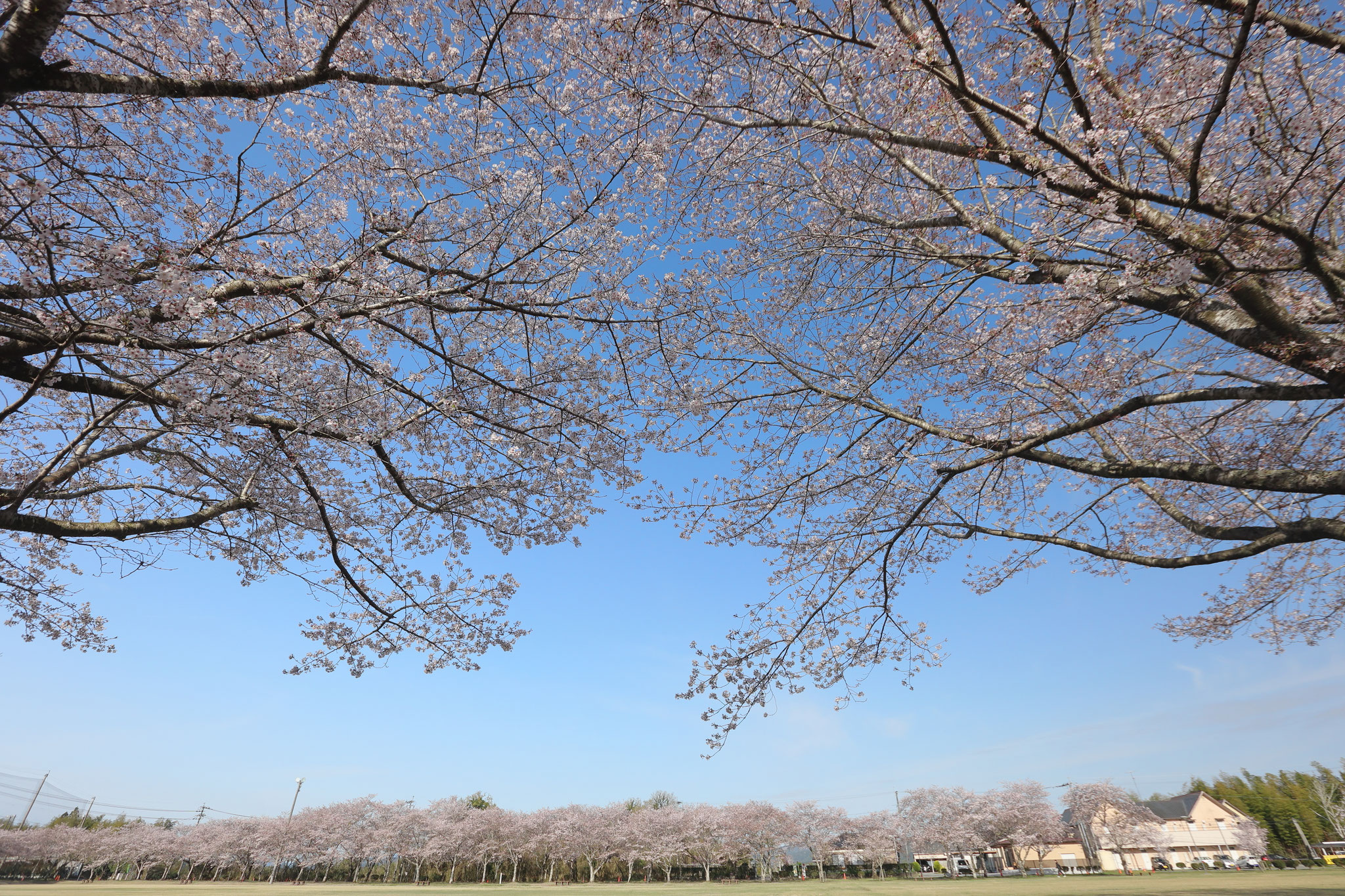 満開の桜に囲まれて(4月2日 伊佐市)