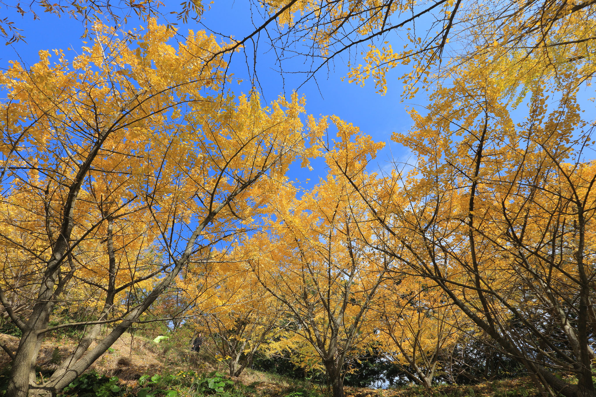 青空とともに見るイチョウ(12月7日 垂水市)