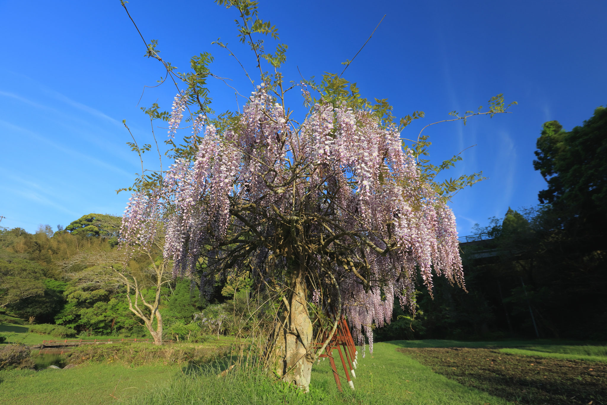 見頃になった玉泉寺公園の藤の花(4月10日 鹿屋市)