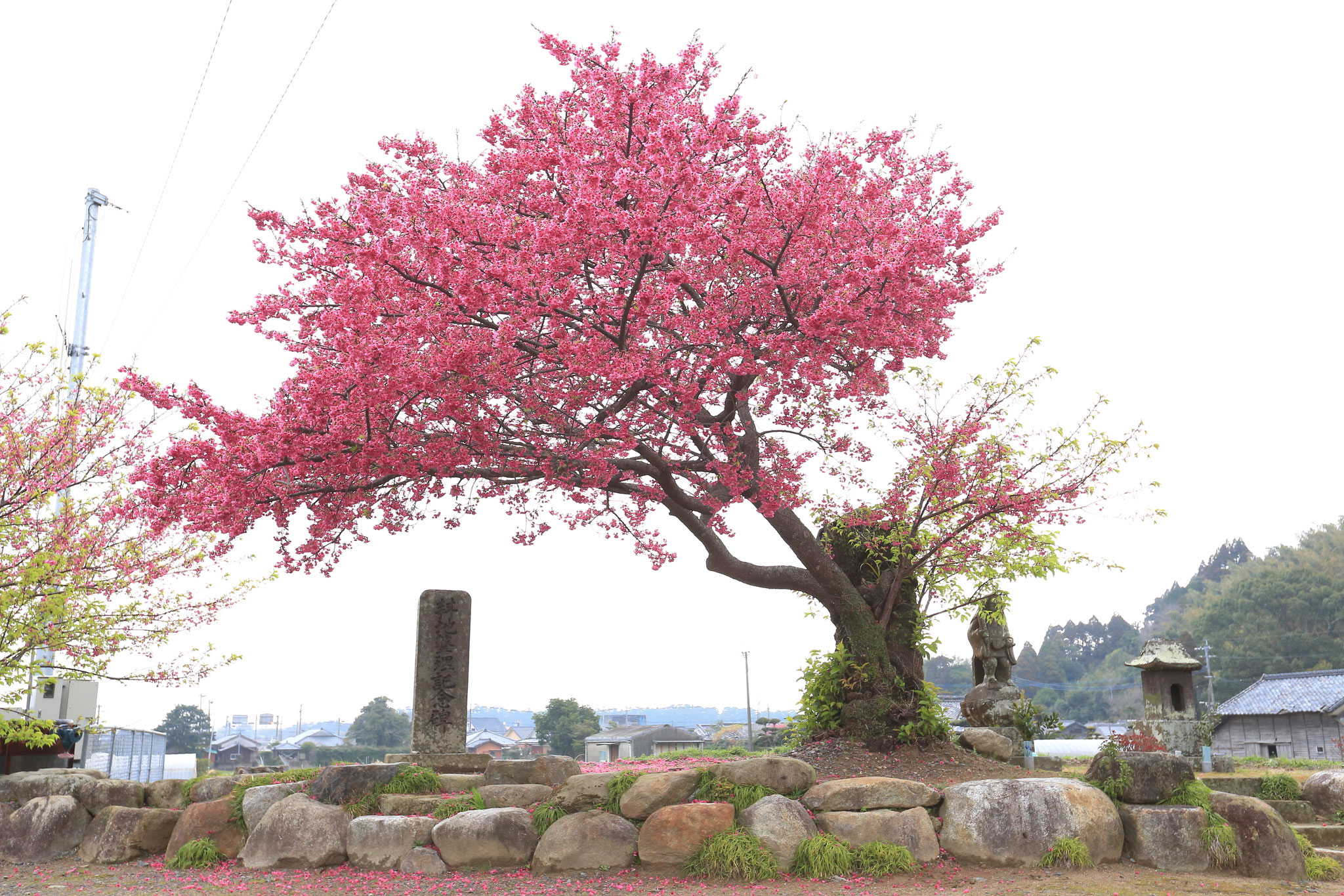 色濃く鮮やかな寒緋桜咲く(2/16 肝付町波見)