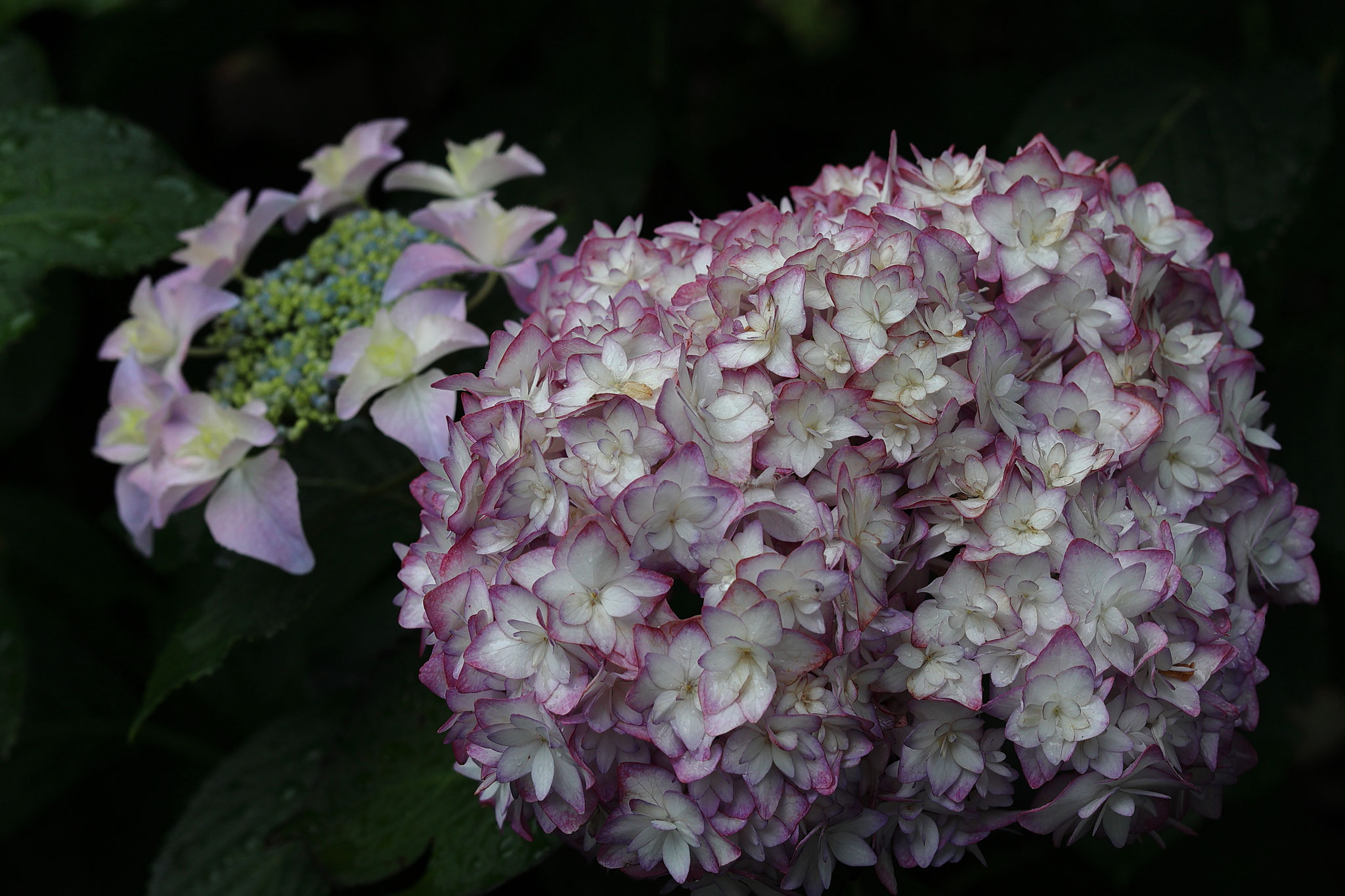 紫陽花には様々な品種があるようです(5月29日 鹿屋市)