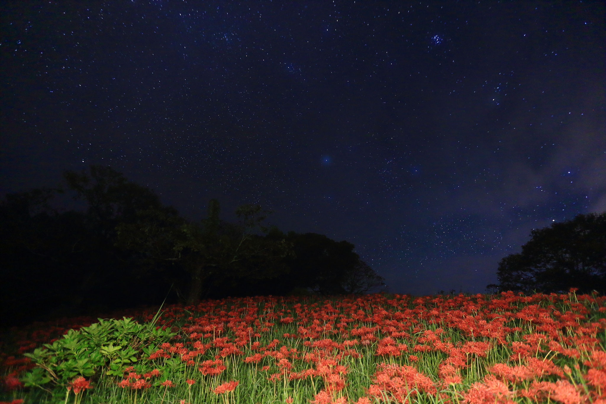 星空の下の彼岸花(9/29 宮崎県 萩の茶屋)