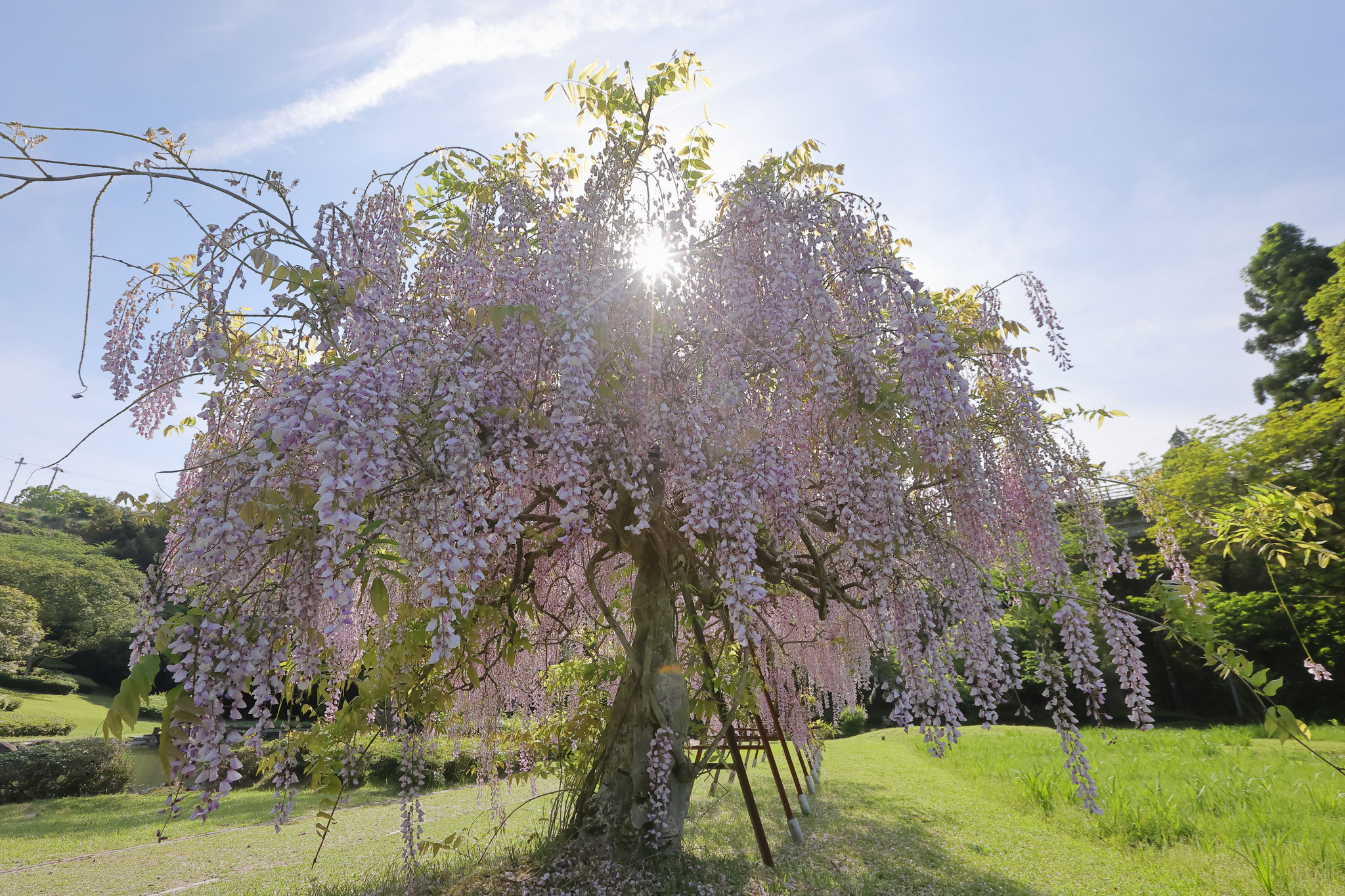 一本木でも見事に咲く藤の花(4月16日 吾平町)