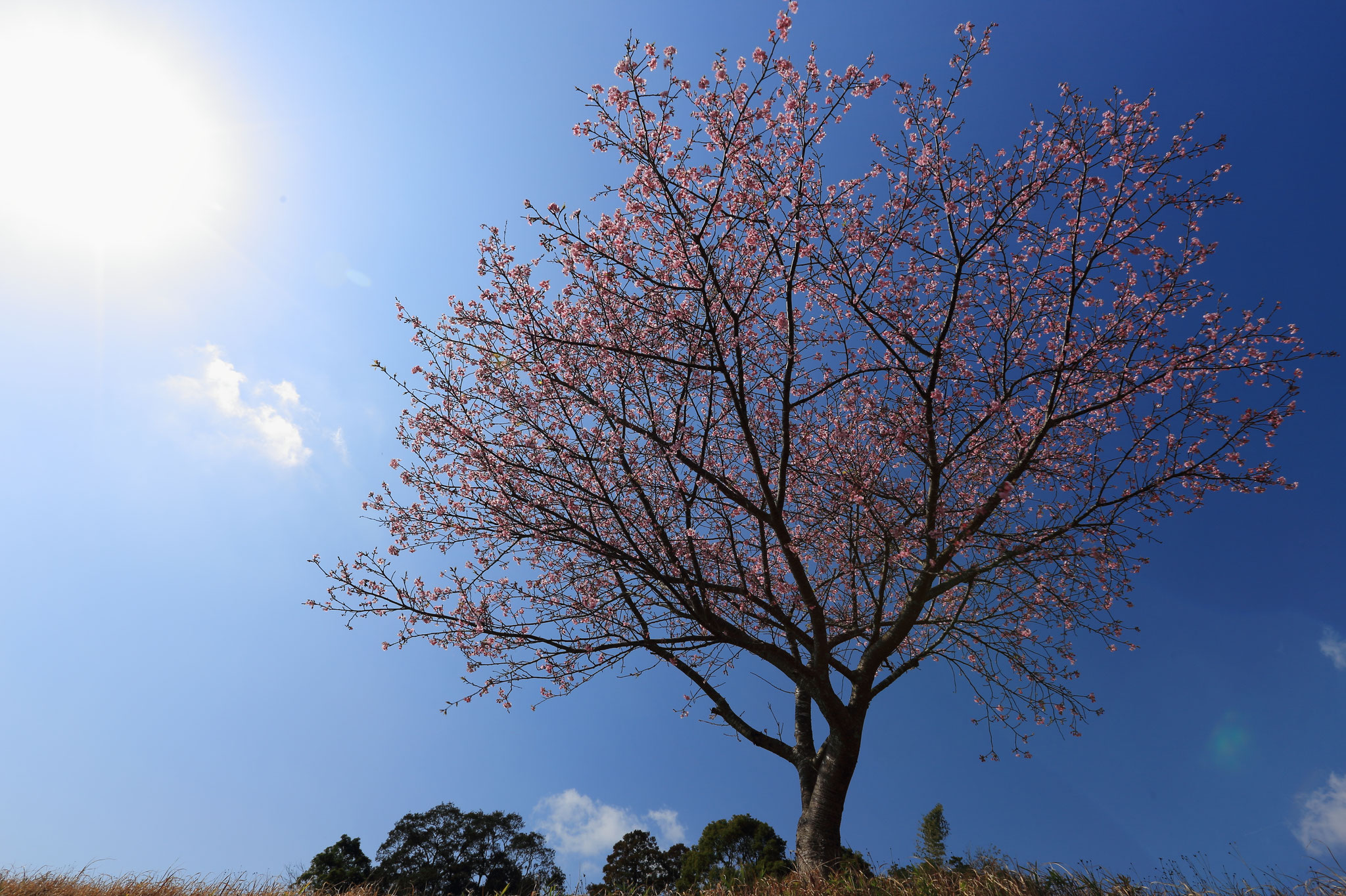 魅力的な早咲きの桜(2/16 志布志市)
