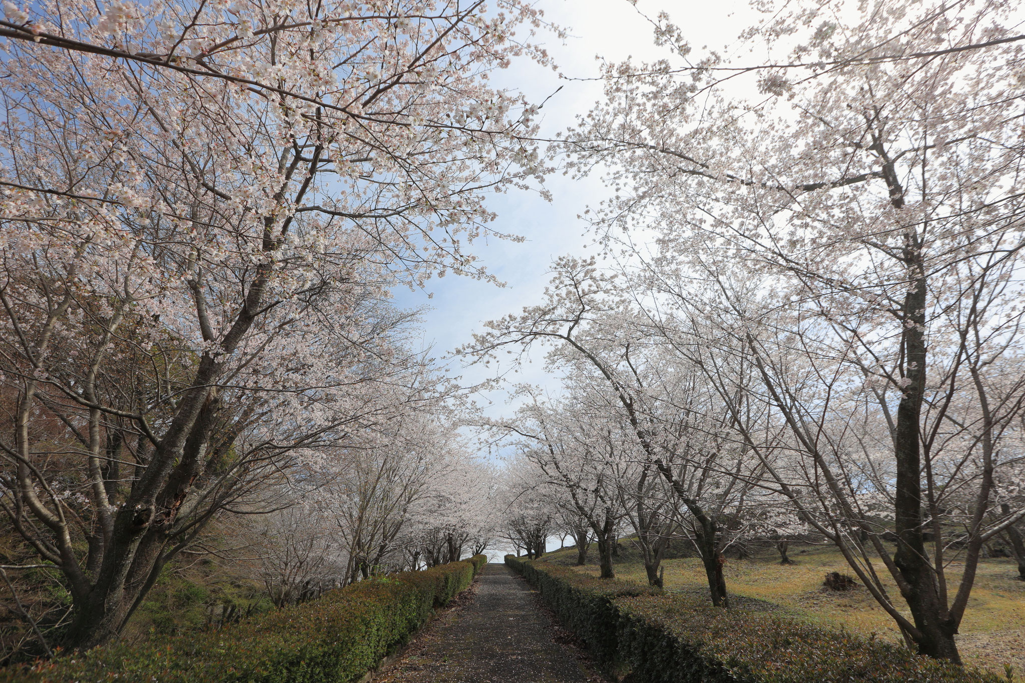 霧島高原国民休養地の桜並木(3月29日 霧島市)