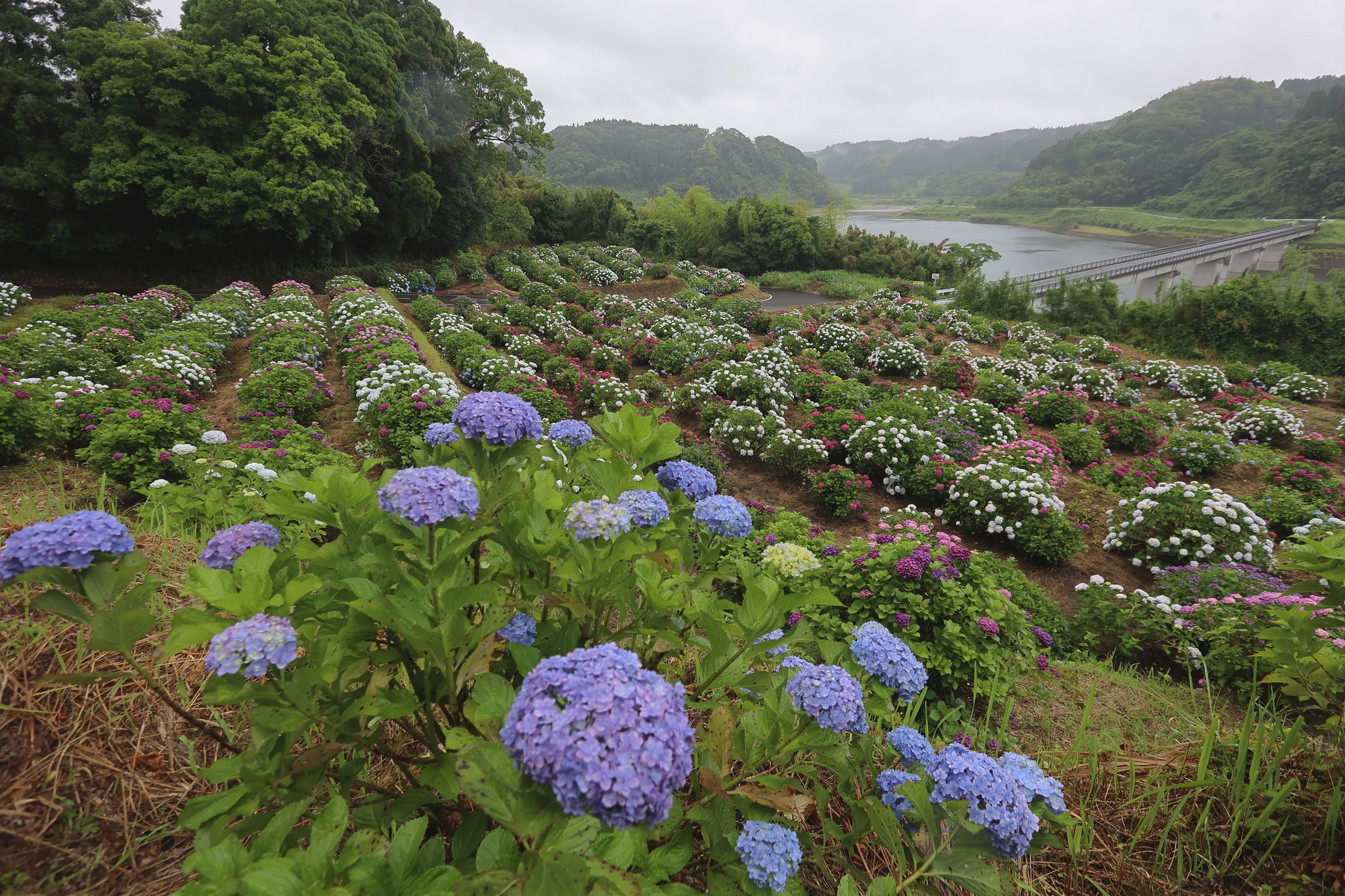 紫陽花がいっぱいの仮屋橋あじさい園(6月11日 輝北町)