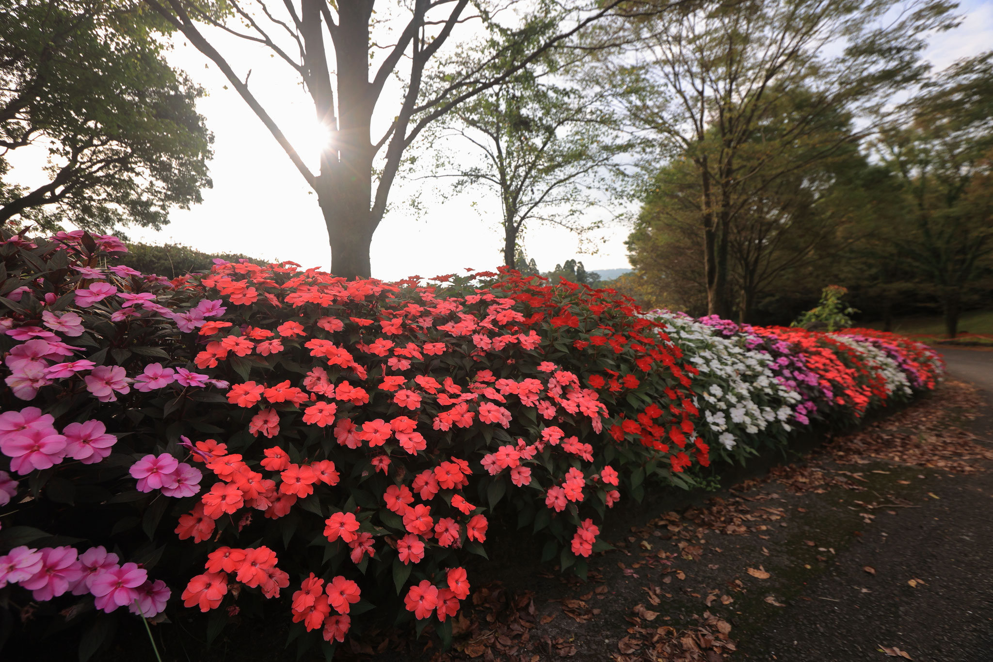 カラフルな花が揃い踏み(9月18日 宮崎県)