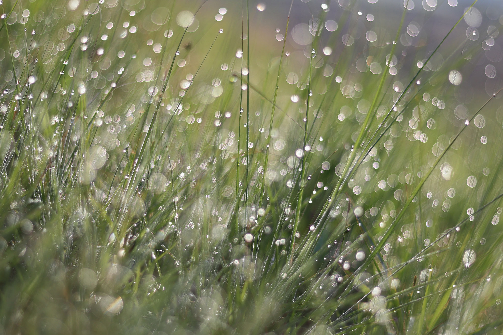 足元の草が朝露で煌めく(5月5日 都城市)