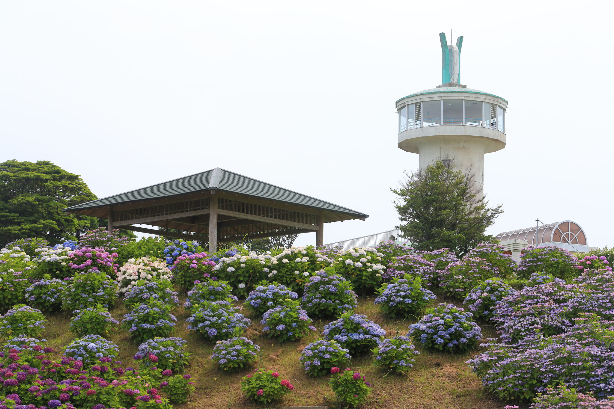 今年はあじさいも沢山見られました。(6/9 鹿屋市 かのやばら園)