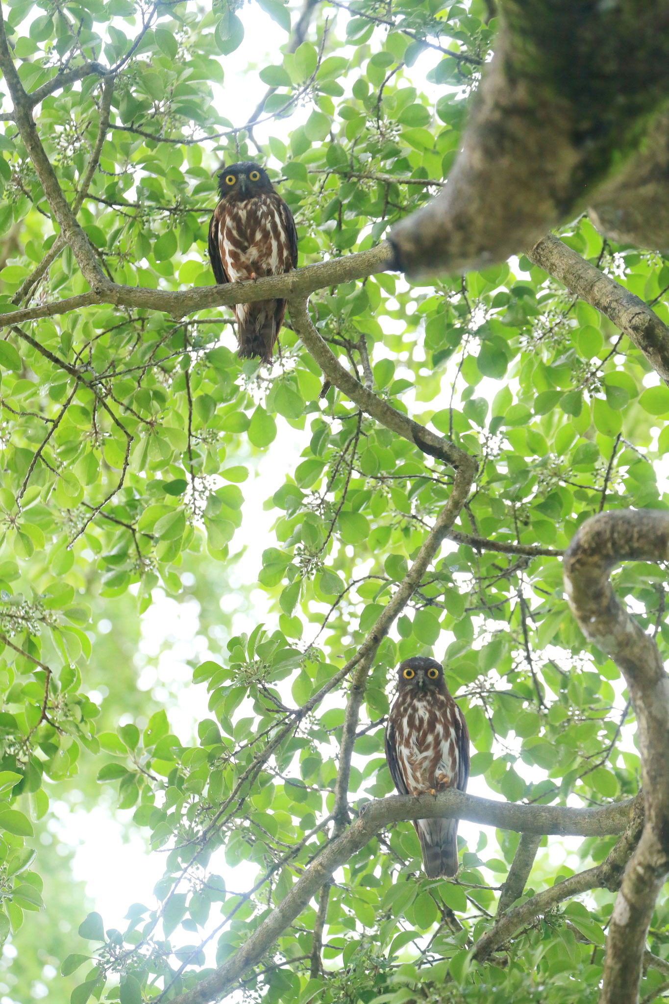 つがいと思われるアオバズクに出会えて驚きです。(6/30 鹿児島県内)