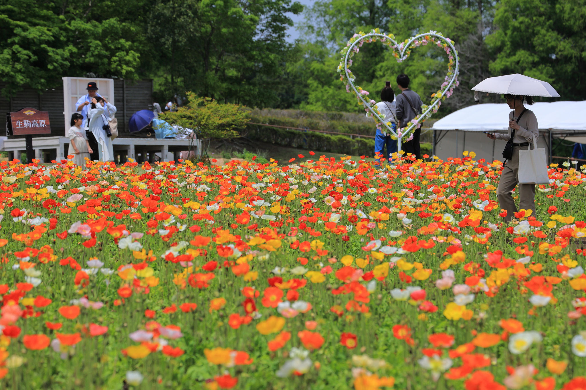ポピーでいっぱい(5月3日　宮崎県小林市)