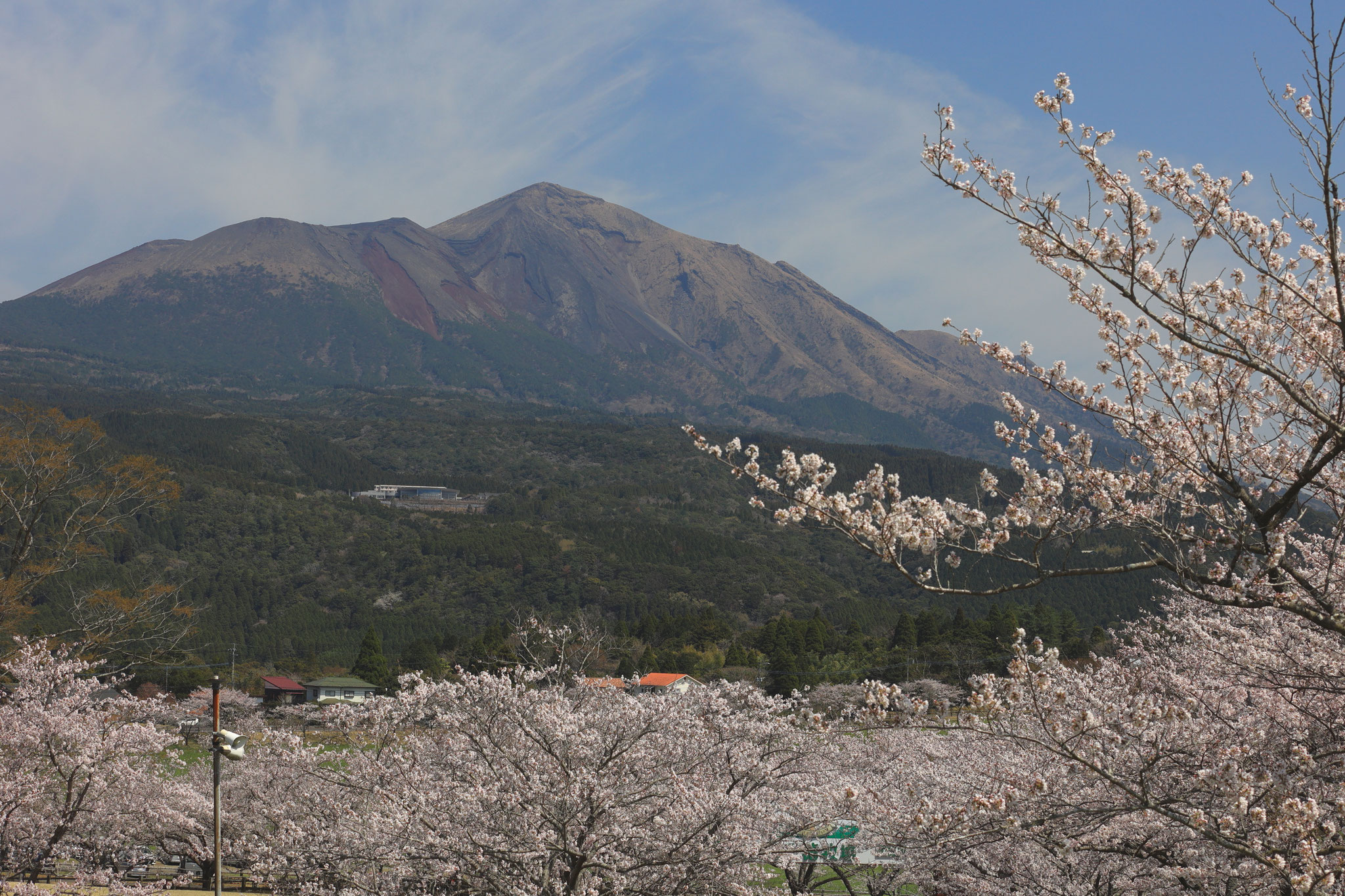 高千穂峰と桜(3月29日 霧島市)