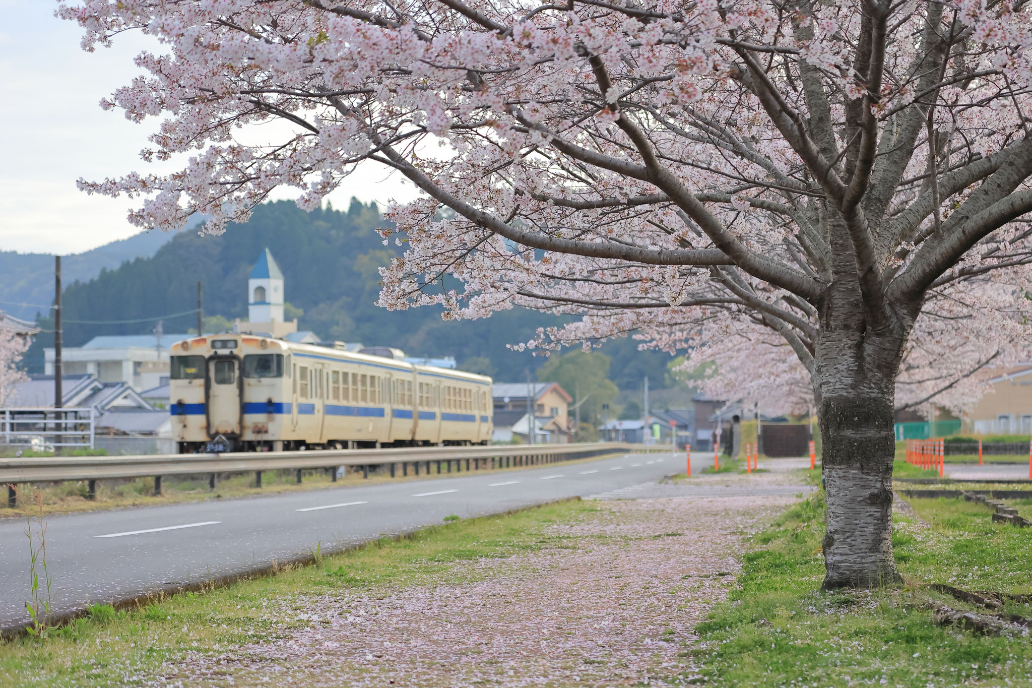 毎年味わう電車と桜の春景色(4月1日 湧水町)