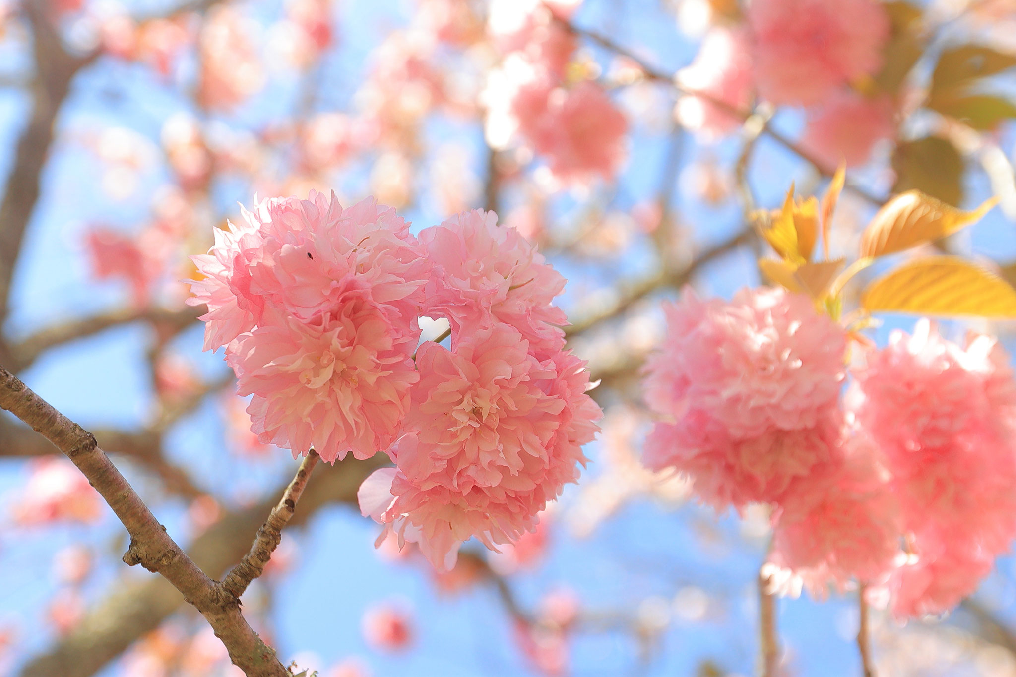 花びら豊富な八重桜(4月9日 宮崎県)