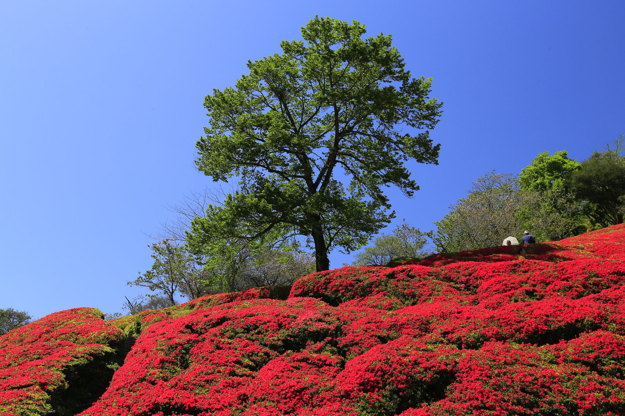 萩の茶屋では真っ赤なクルメツツジが見られる（宮崎県小林市野）