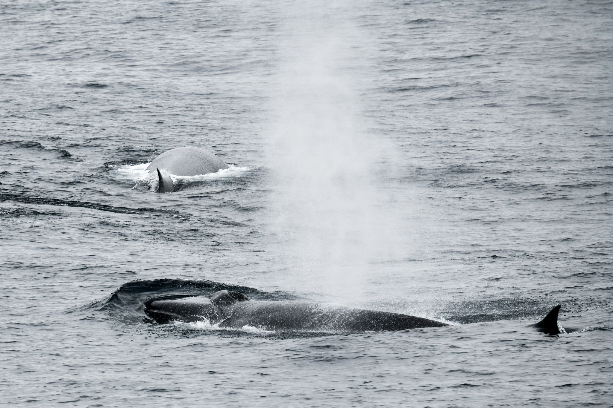 ナガスクジラ FIN WHALES