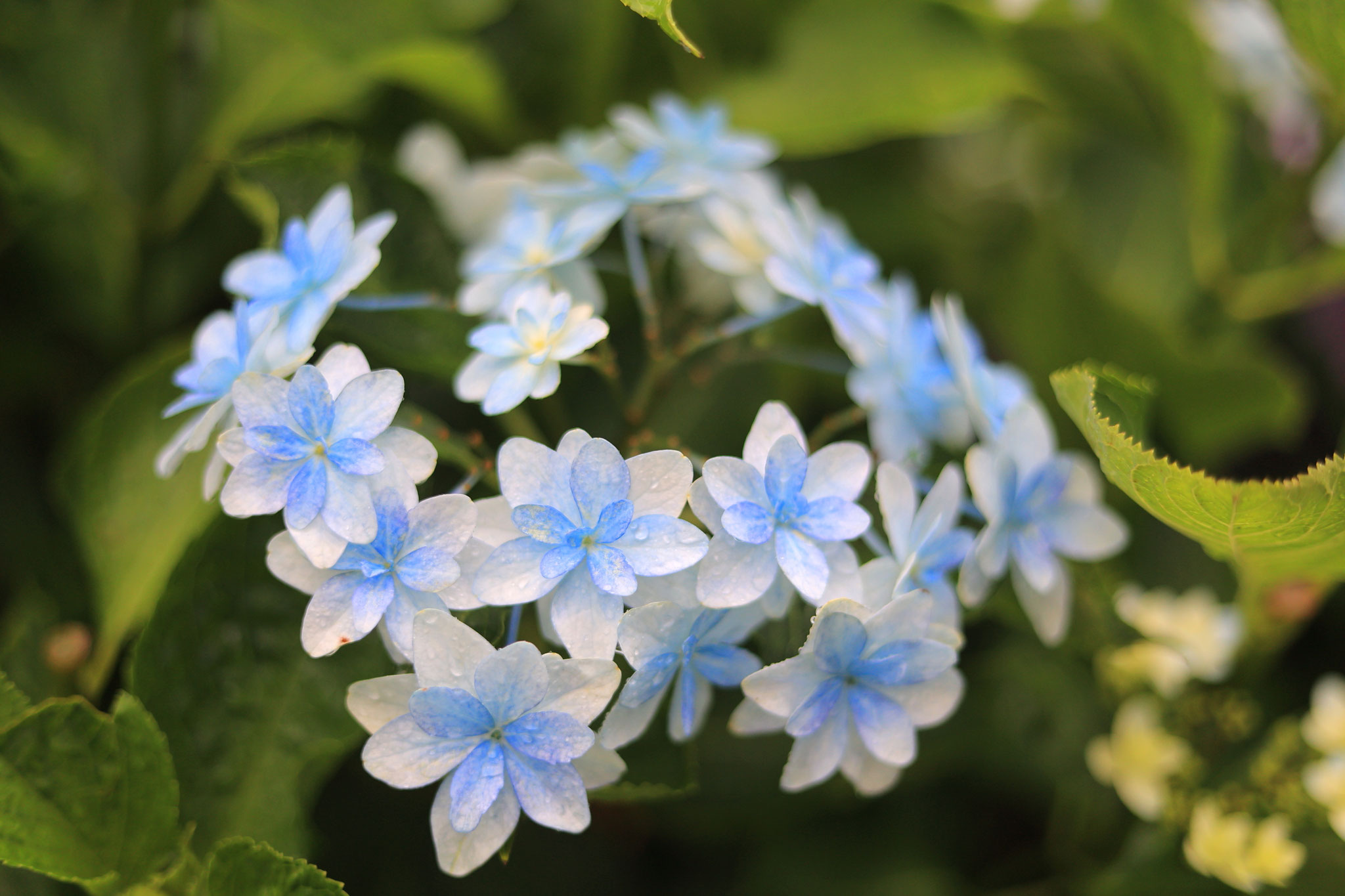 かのやばら園に咲く様々な紫陽花1(6月8日 鹿屋市)