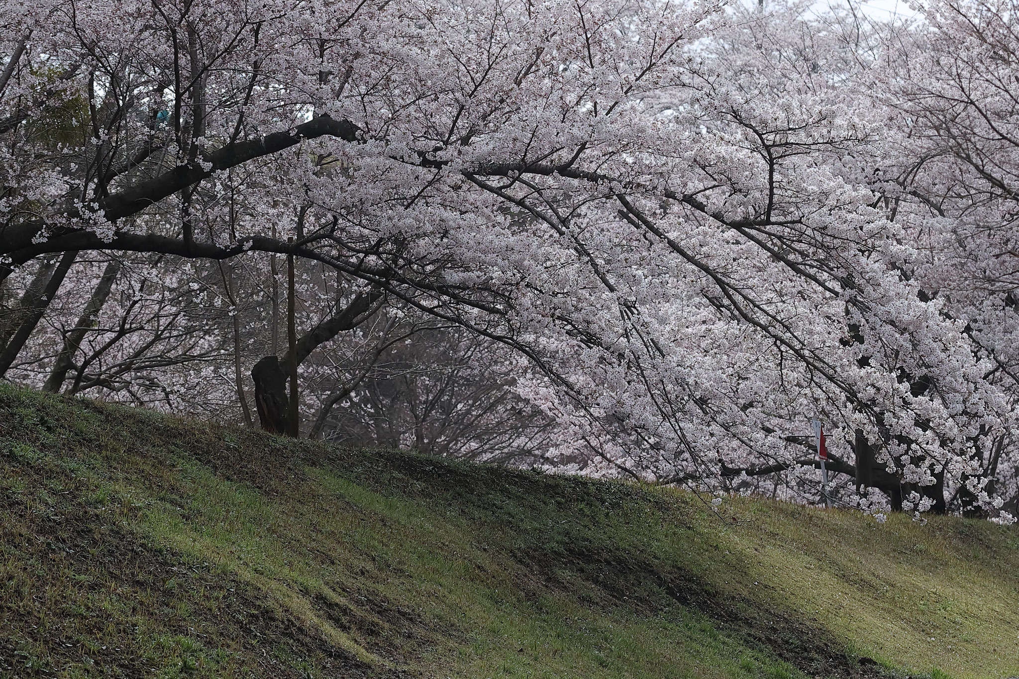 雪崩れるよな桜並木(3月27日 霧島市)