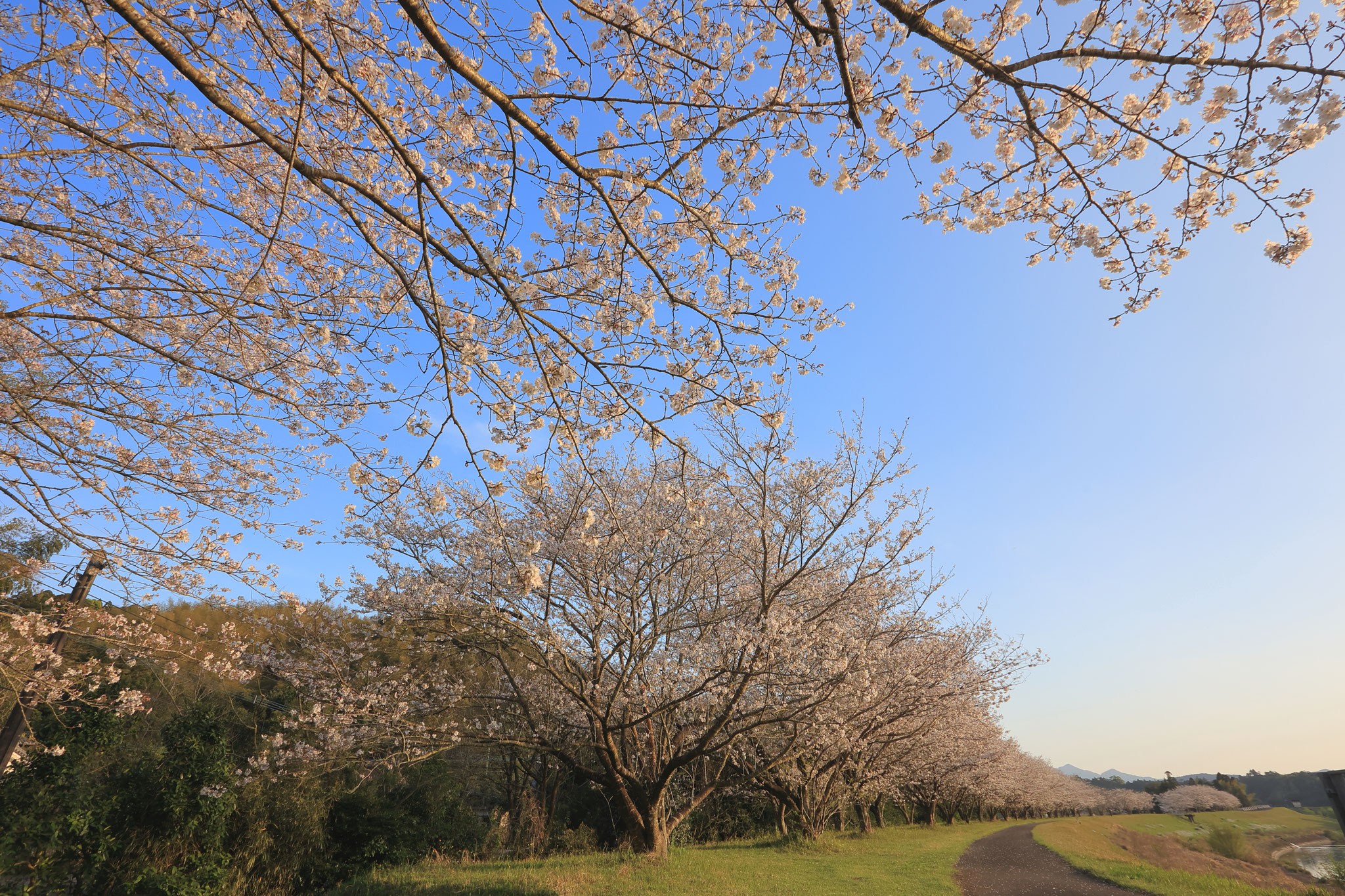 堤防の桜並木が満開を見せる(3月29日 肝付町)