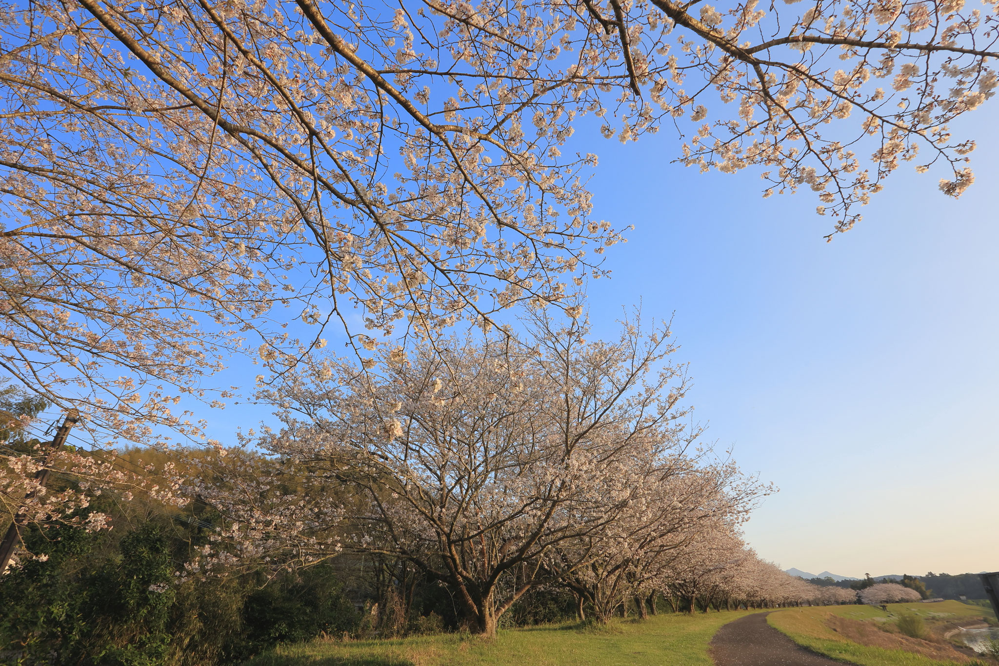 堤防の桜並木が満開を見せる(3月29日 肝付町)