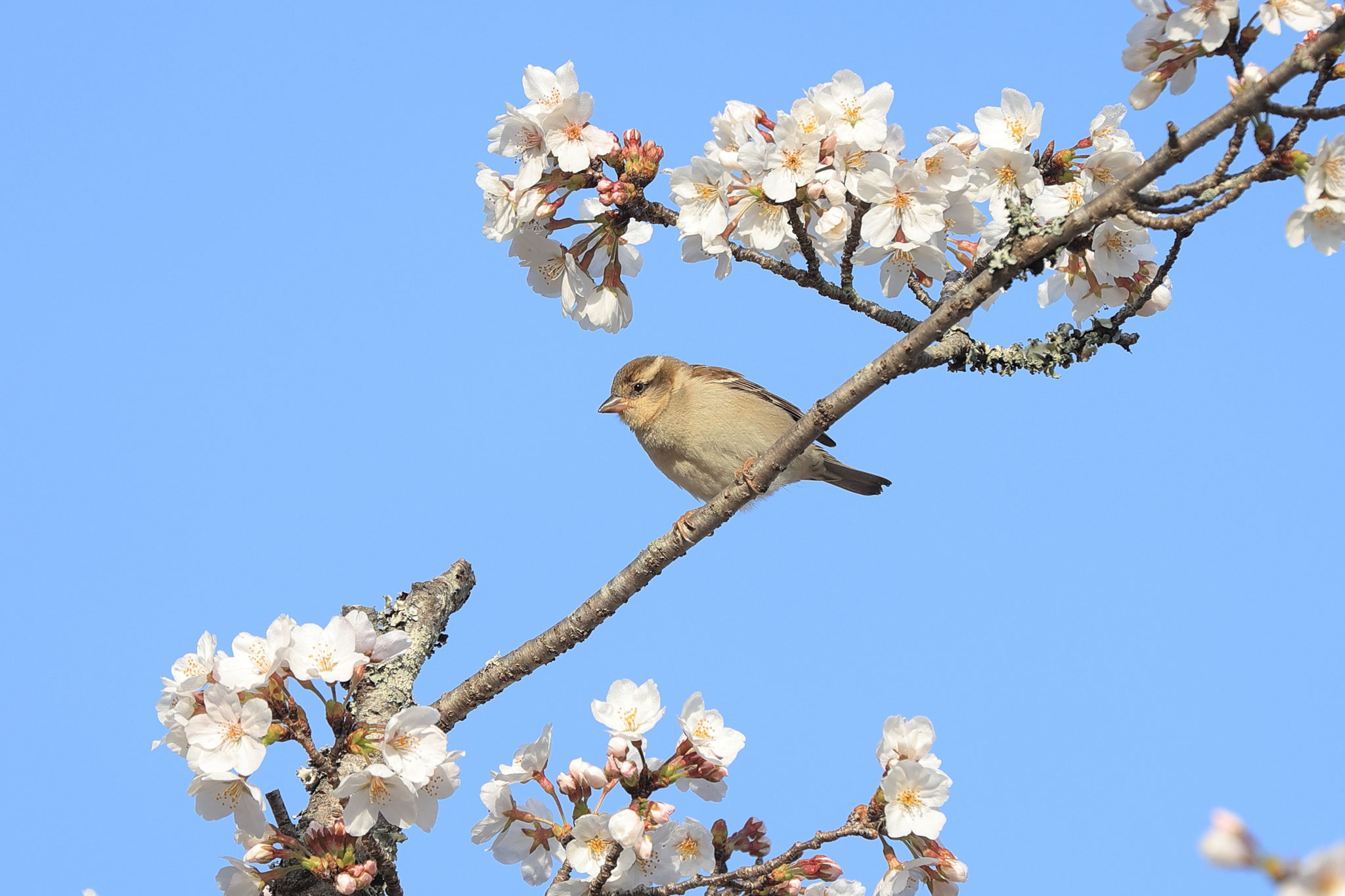 桜に誘われたニュウナイスズメ(3月30日 湧水町)