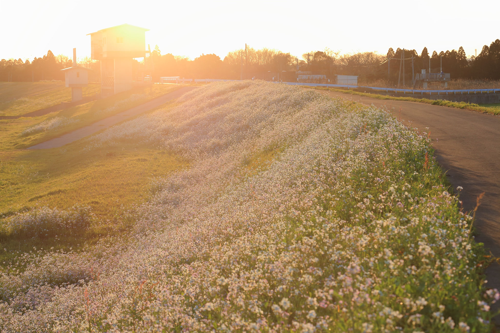 堤防をうめつくすハマダイコンの花(3/16 串良町側堤防)