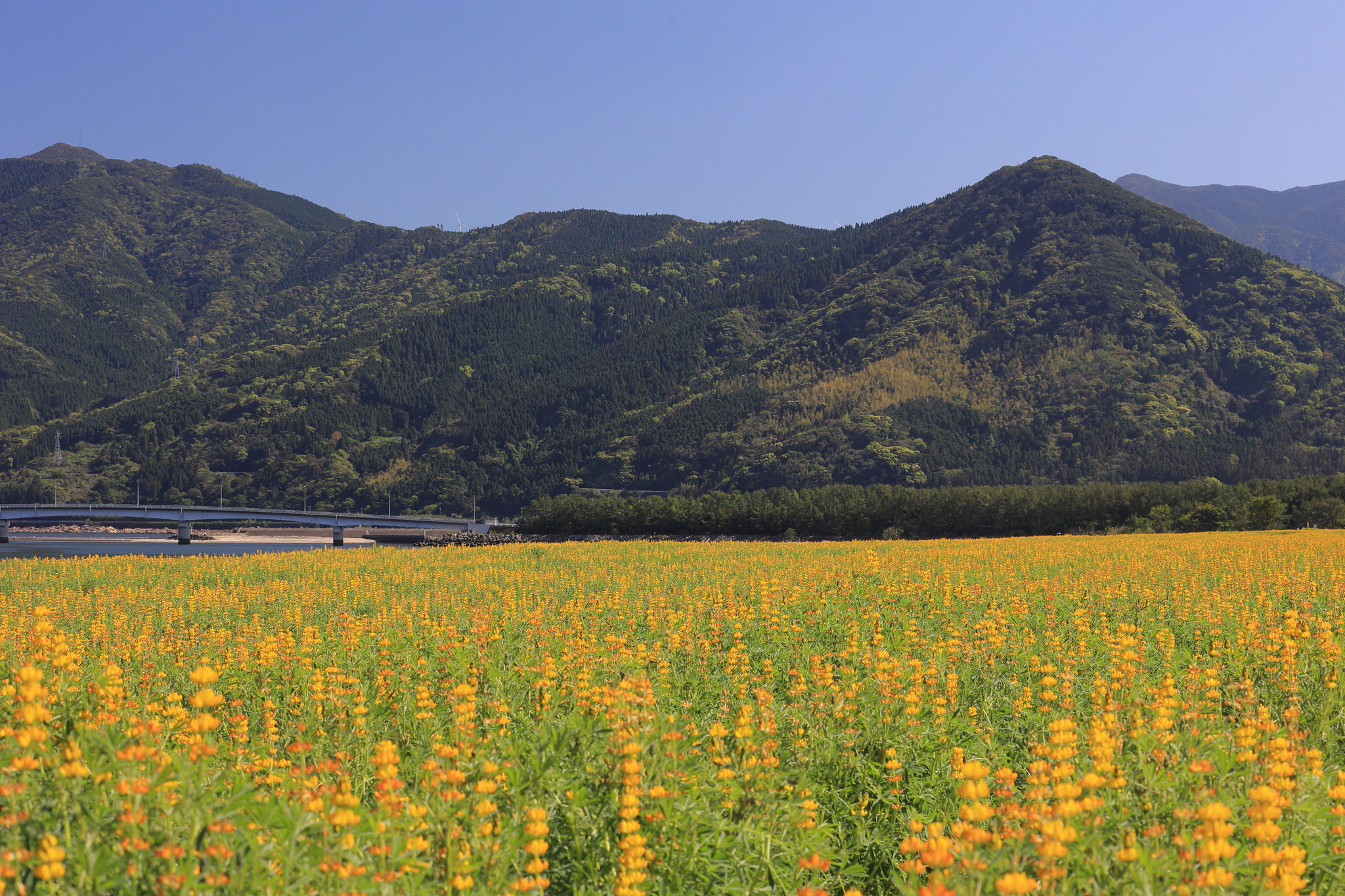今年も柏原海岸はルーピンでいっぱいに(4月9日 東串良町)