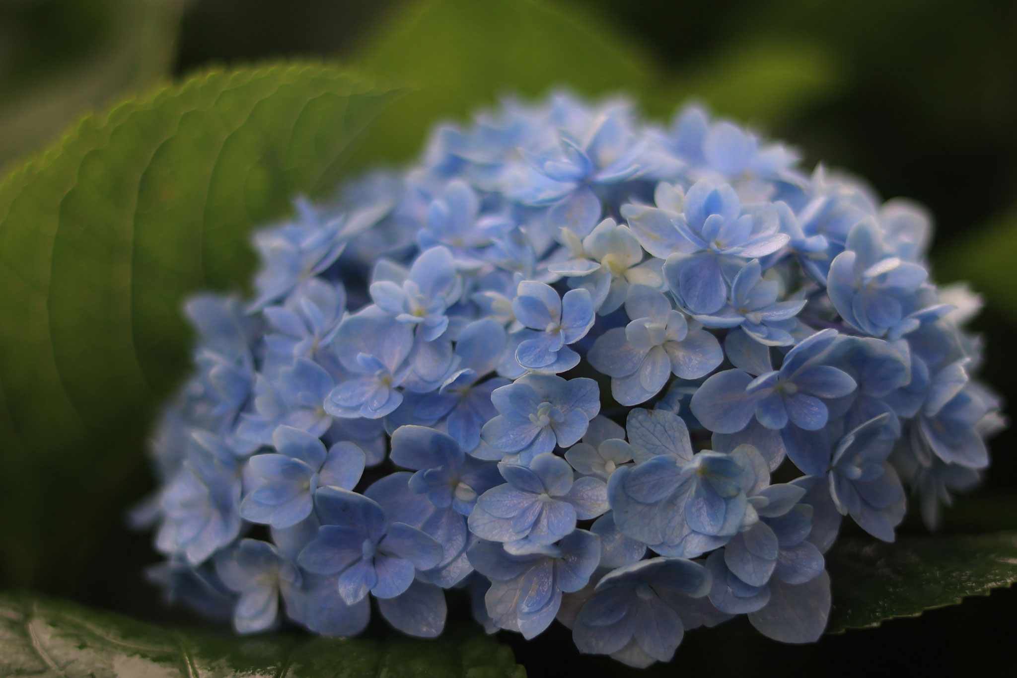 かのやばら園に咲く様々な紫陽花たち ⑩(6月11日 鹿屋市)