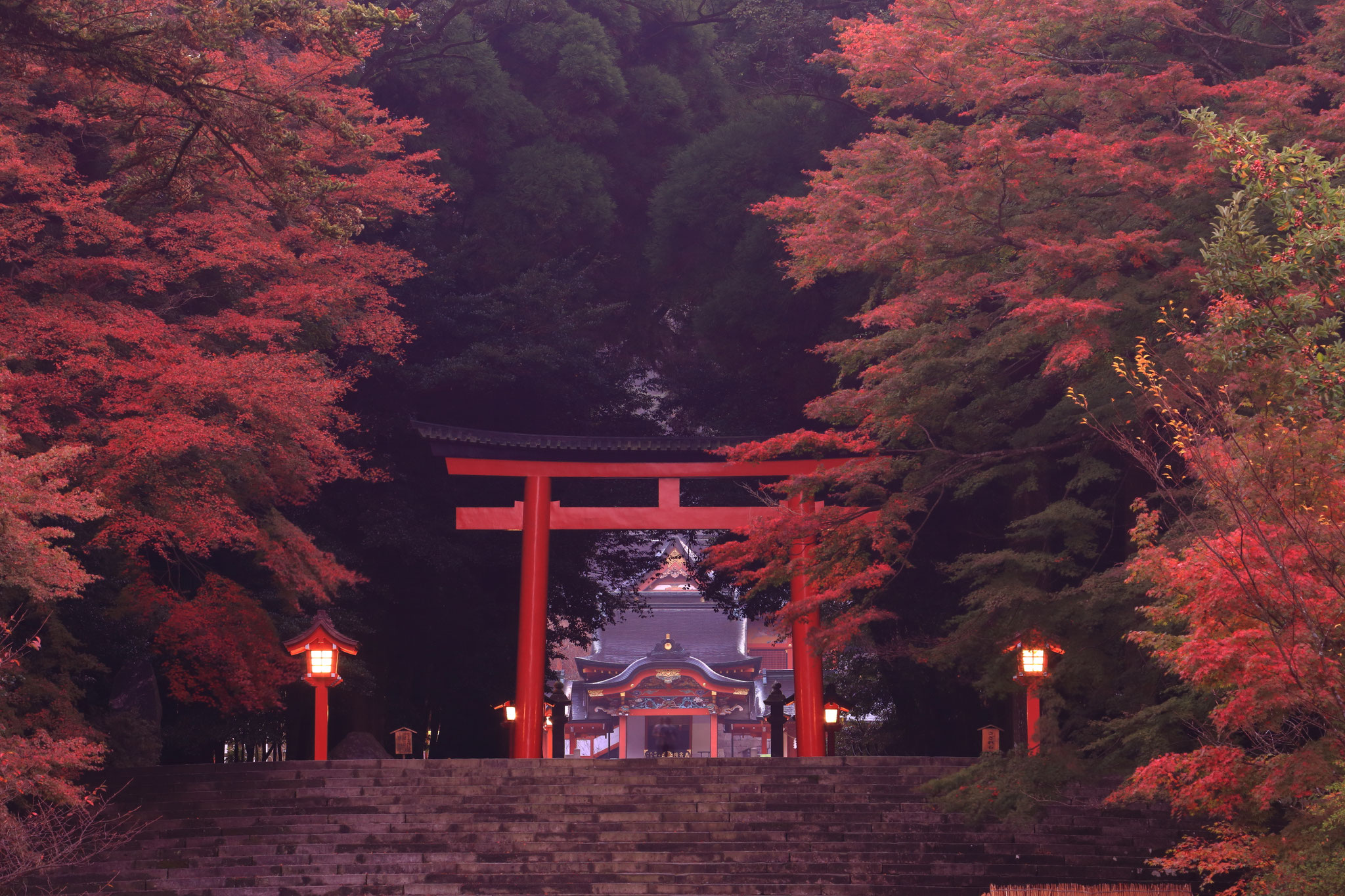 紅葉しだした霧島神宮（11/20撮影）