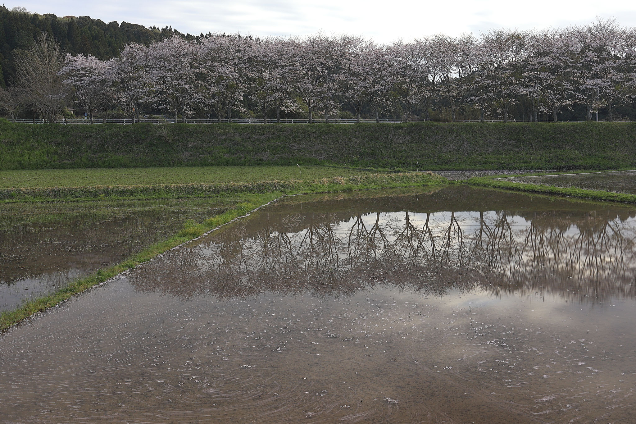 水田に落ちた花びらも見て楽しめる(4月1日 湧水町)