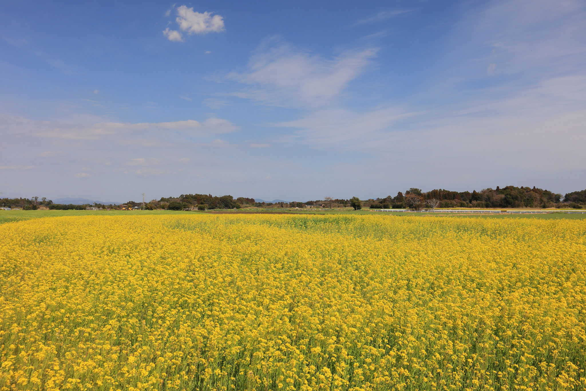 多くの畑に菜の花畑が広がる。(3月8日大崎町 )
