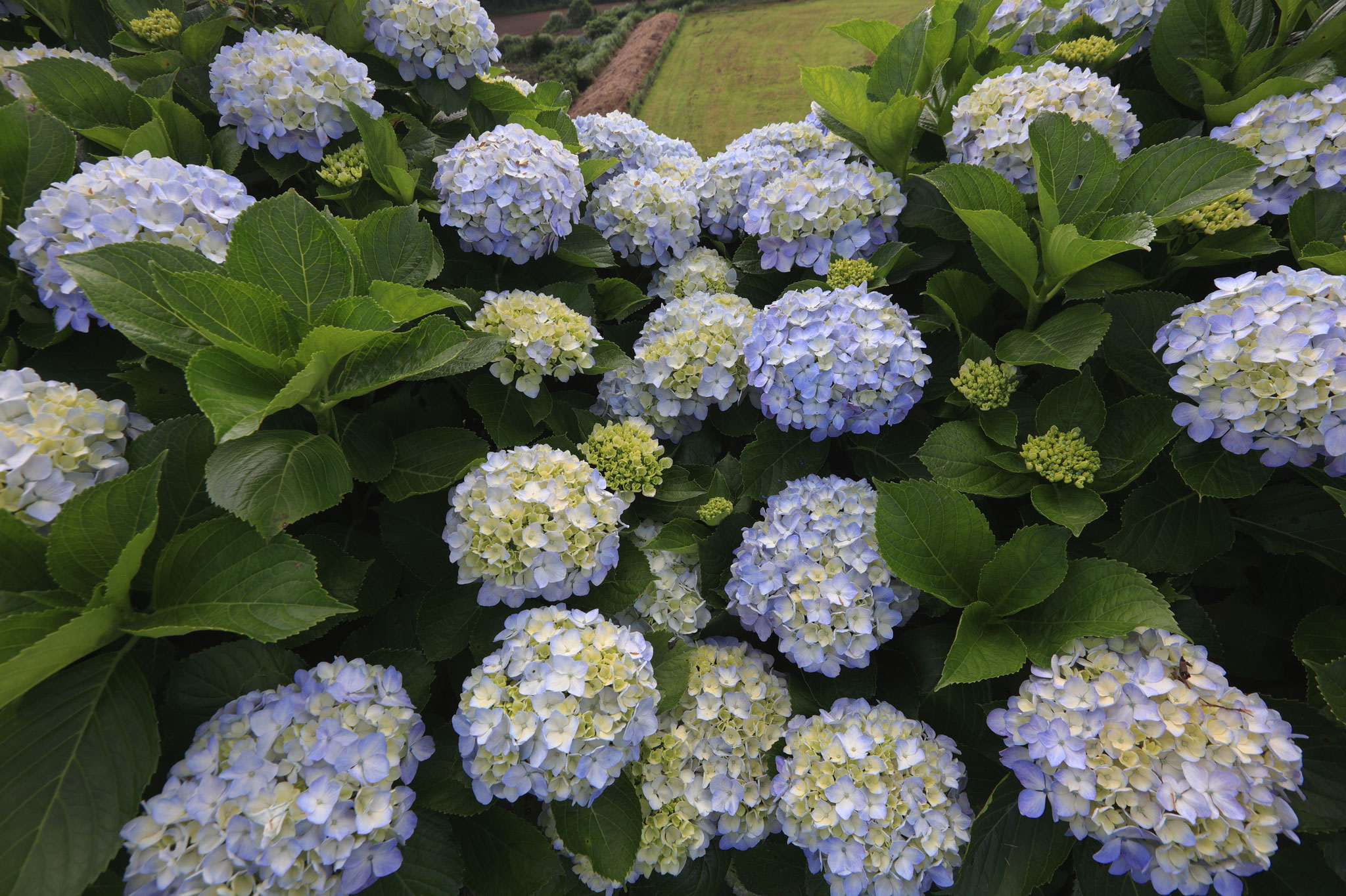 輝北天球館の紫陽花(6月21日 鹿屋市)