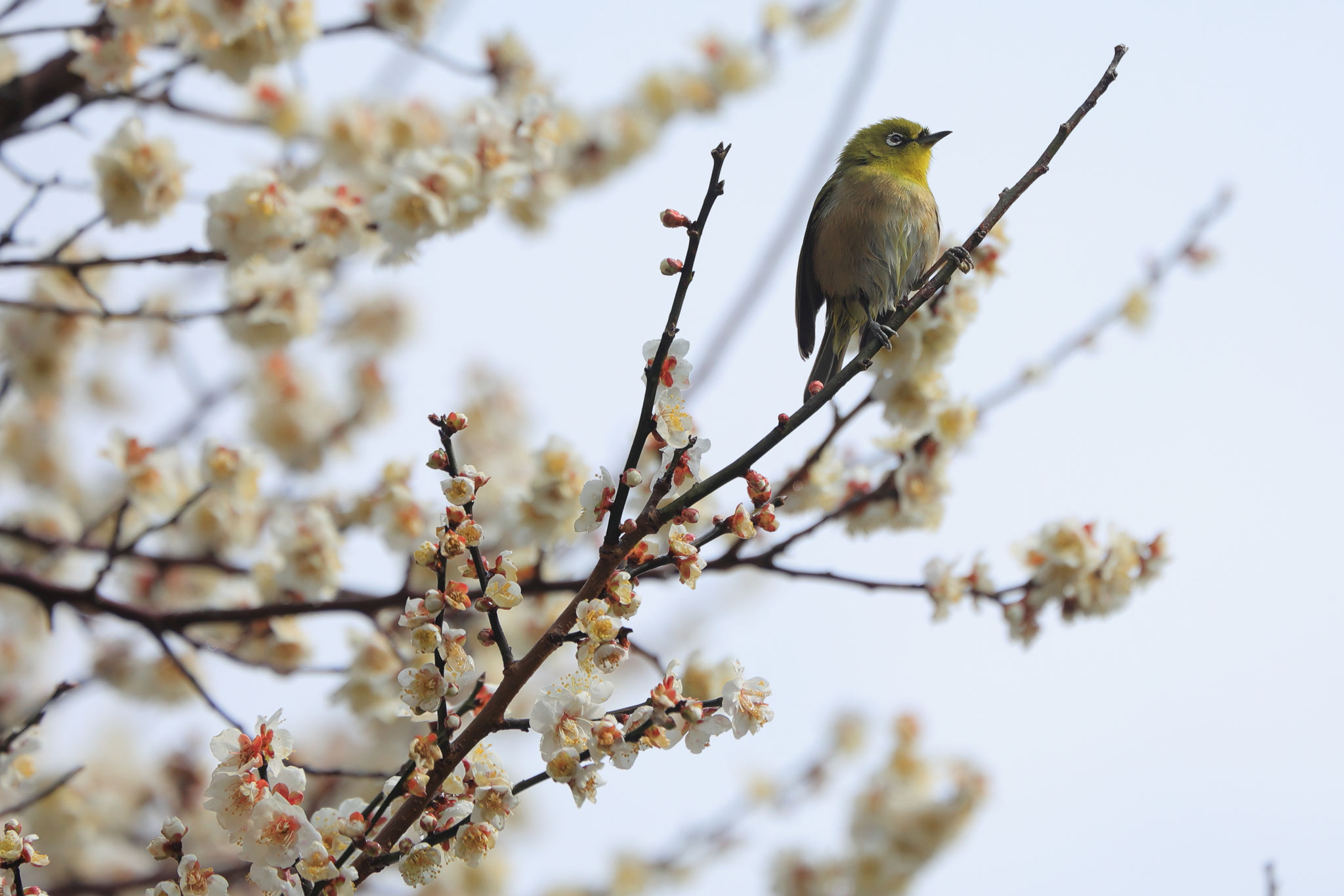梅の木へとやって来るメジロ(2月16日 肝付町)
