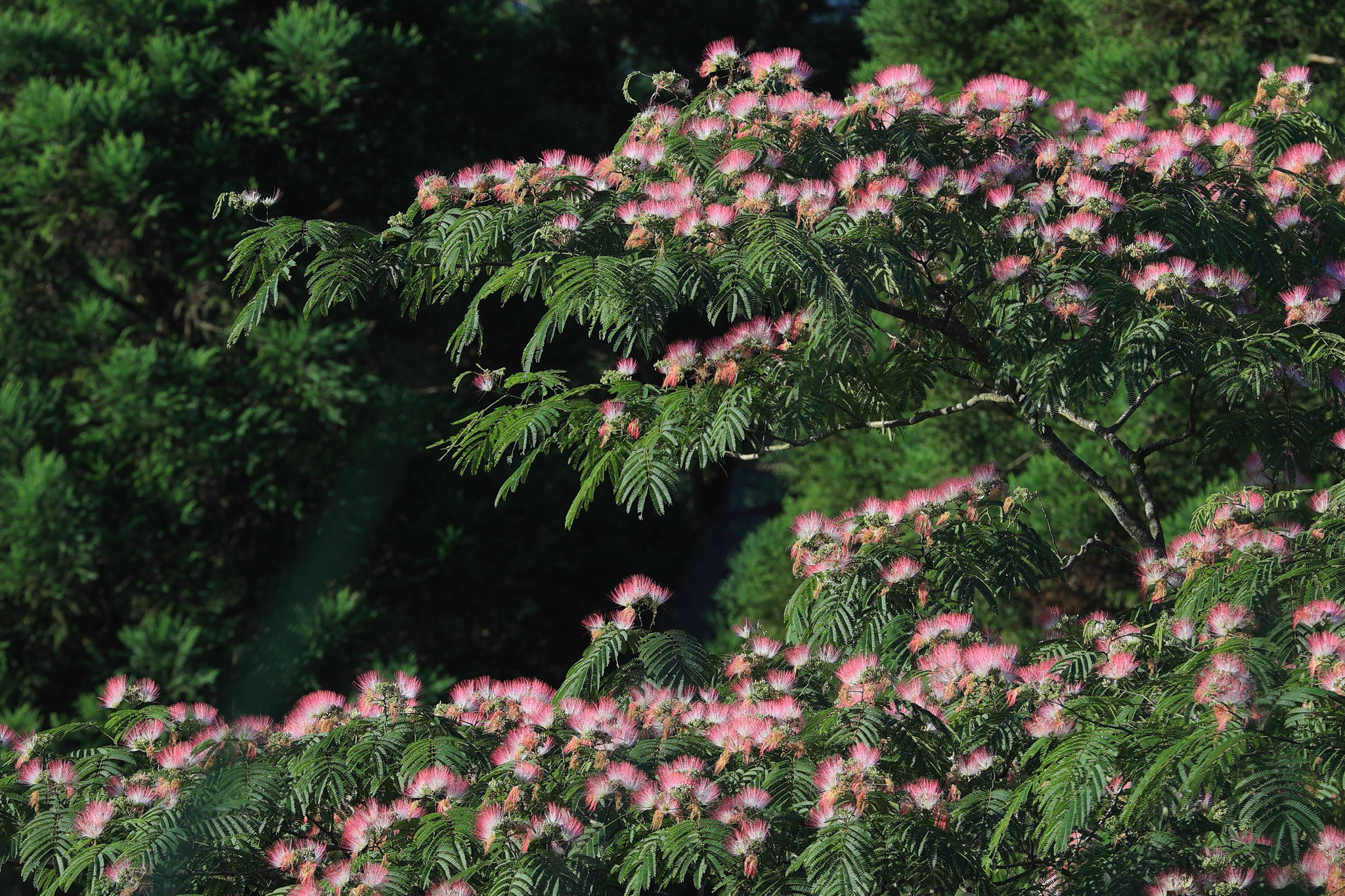 ねむの木に沢山の花が咲く(7月6日 垂水市)