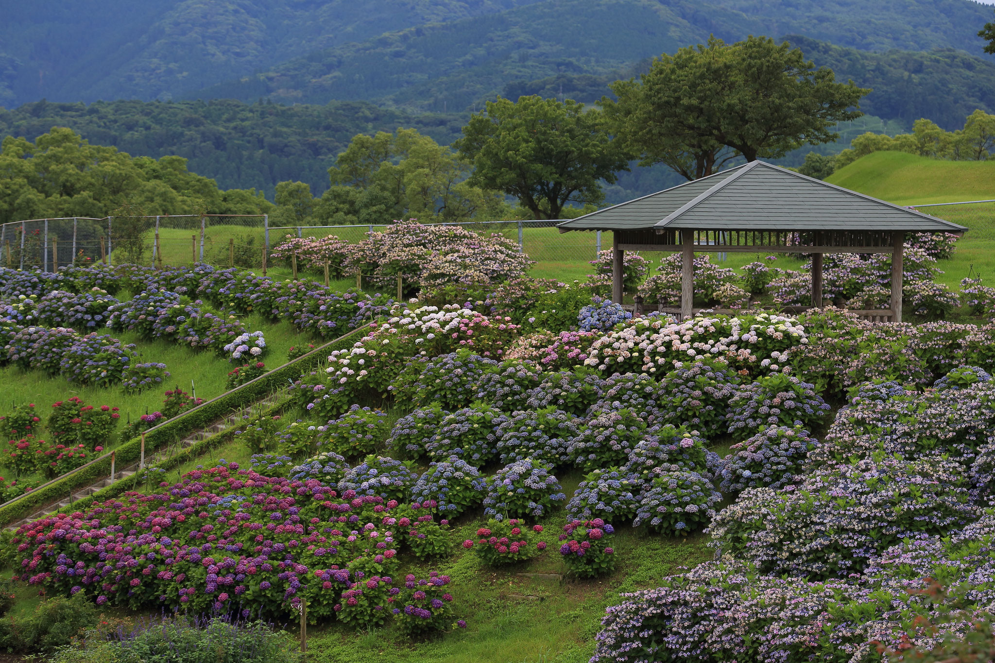 かのやばら園に沢山の紫陽花がお目見え(6/20 鹿屋市)