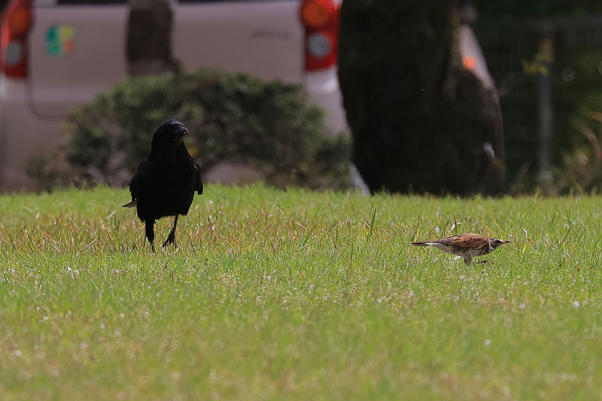 ツグミ逃亡(4月1日 曾於市)