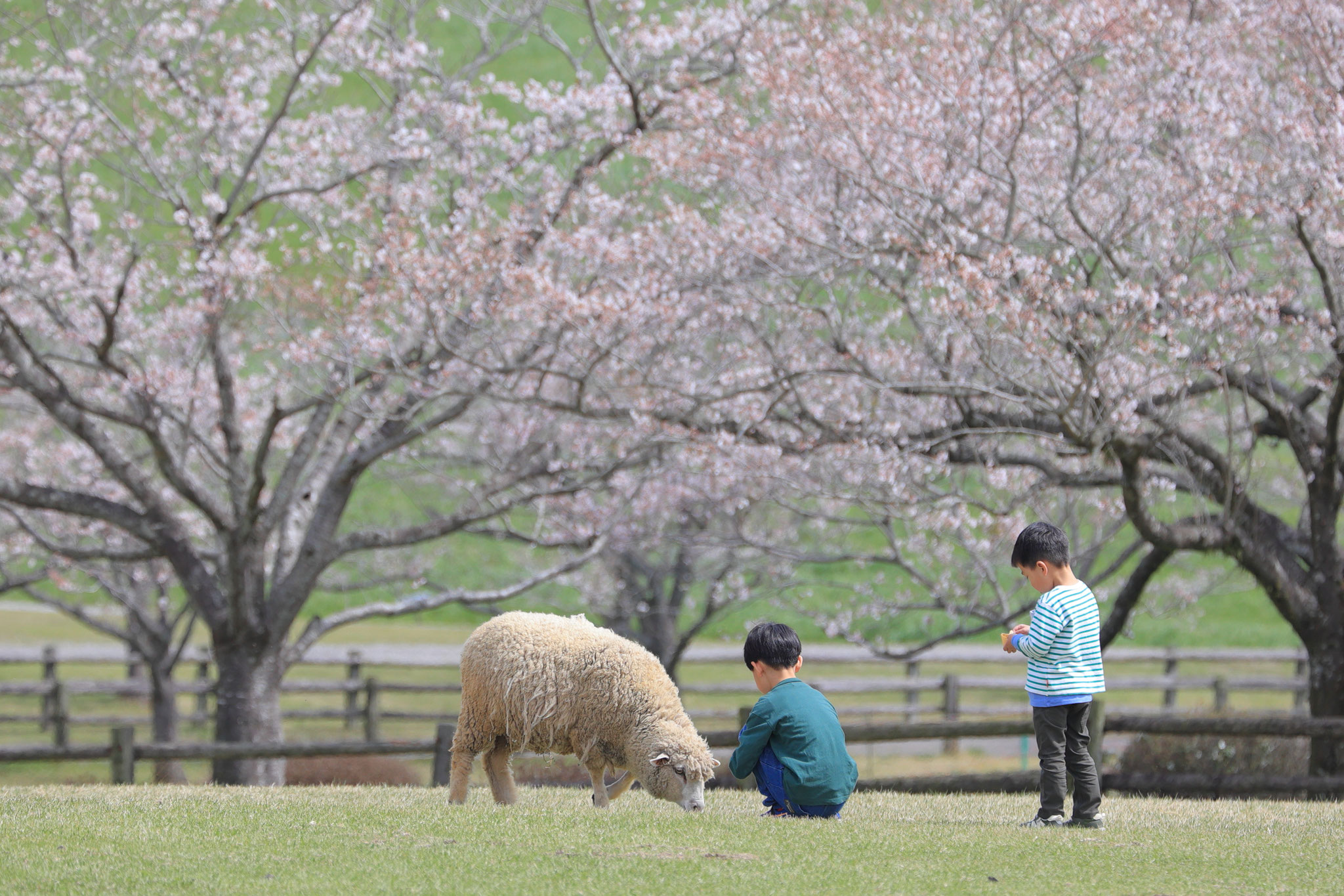 羊とたわむれる子供たち(3月30日 都城市)