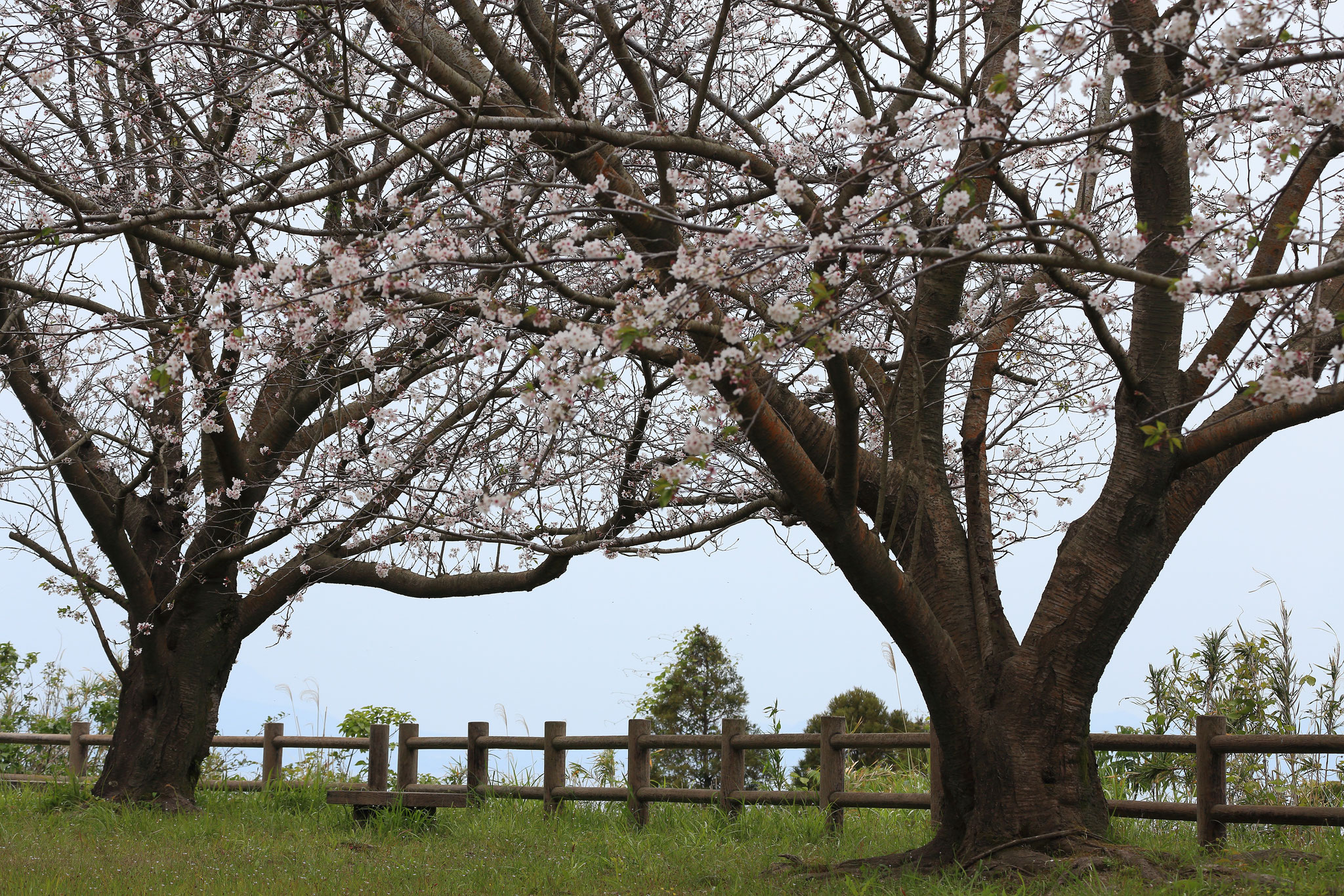 四月後半にして桜咲く(4/26 垂水市)