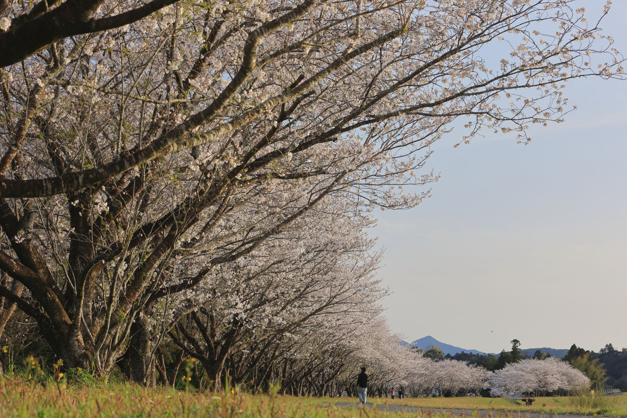 堤防沿いに立ち並ぶ満開の桜(4月4日 肝付町)