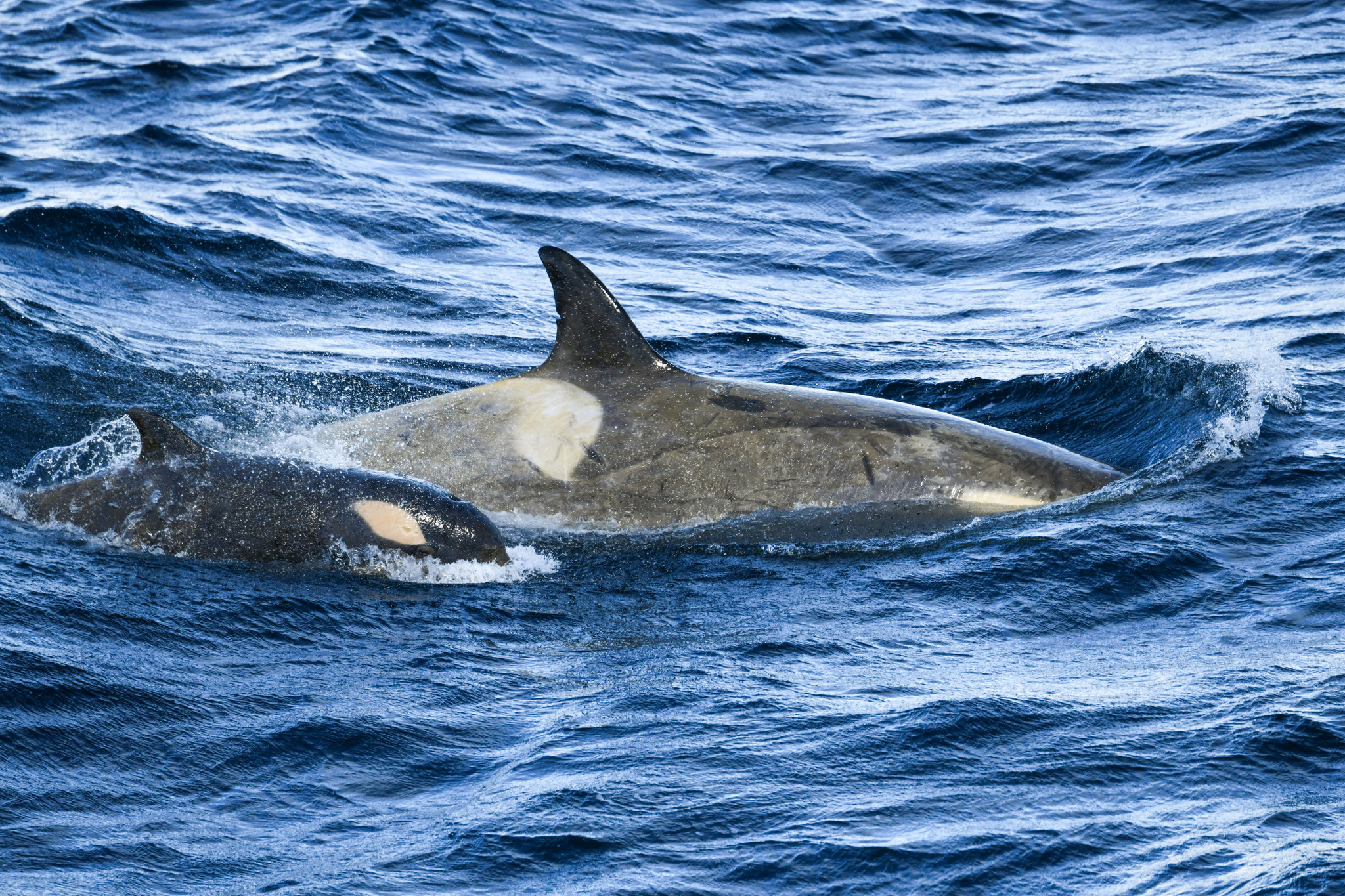 シャチ KILLER WHALE