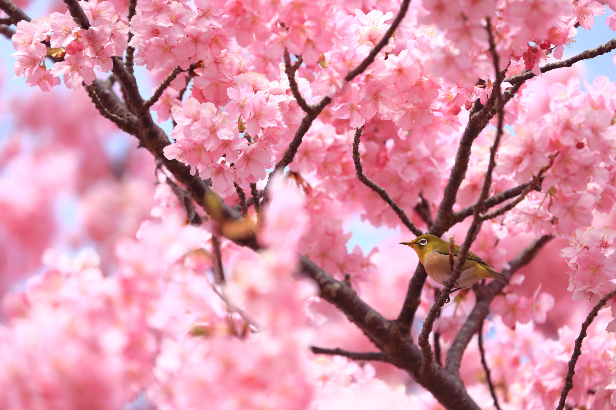 桜に囲まれるメジロ(吉野公園)