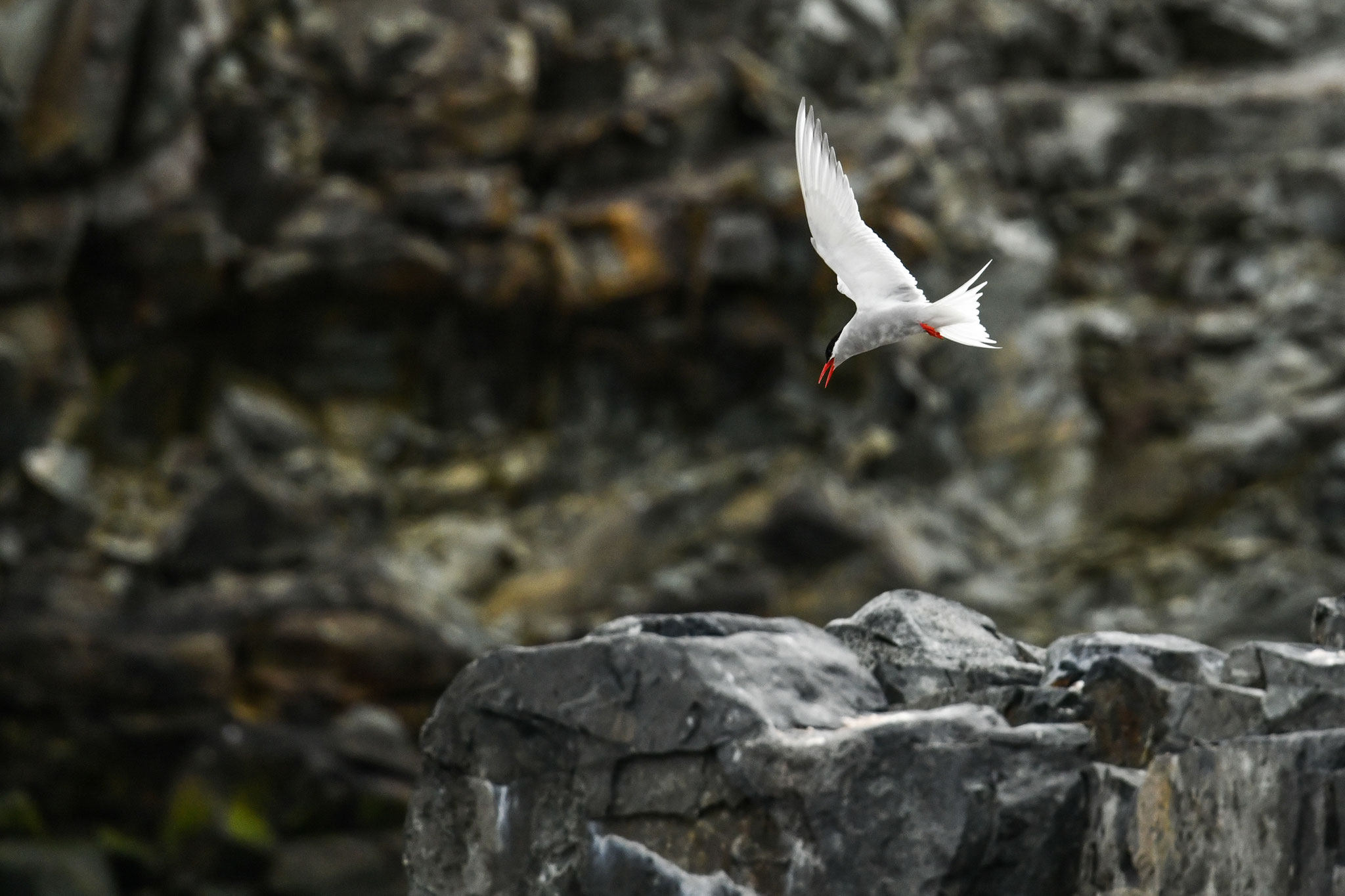 ナンキョクアジサシ ANTARCTIC TERN