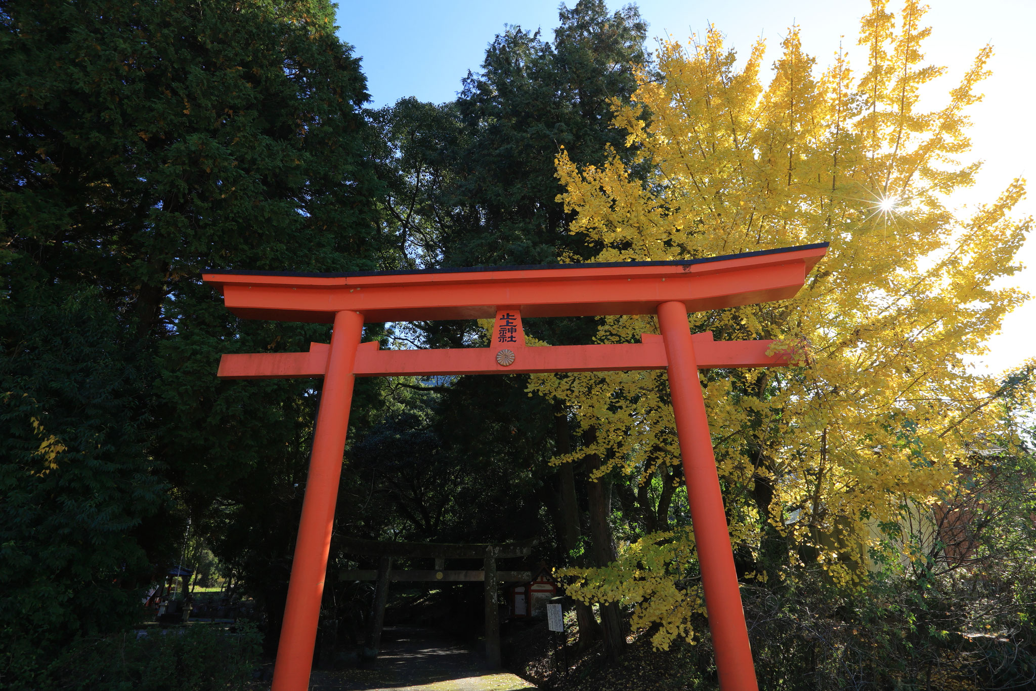 鳥居を飾るイチョウかな(11月29日霧島市)
