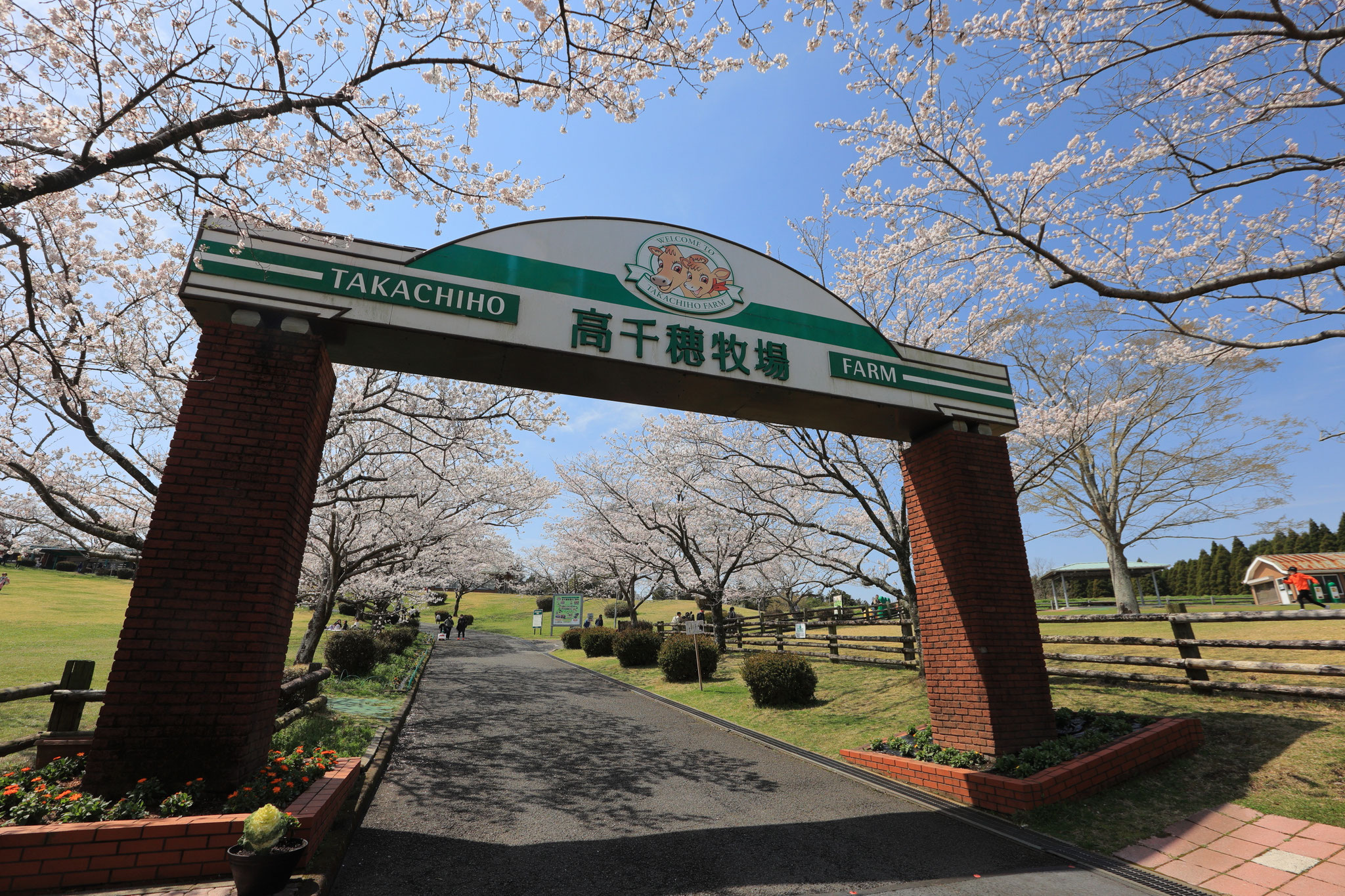 高千穂牧場も桜でにぎわう(3月29日 霧島市)