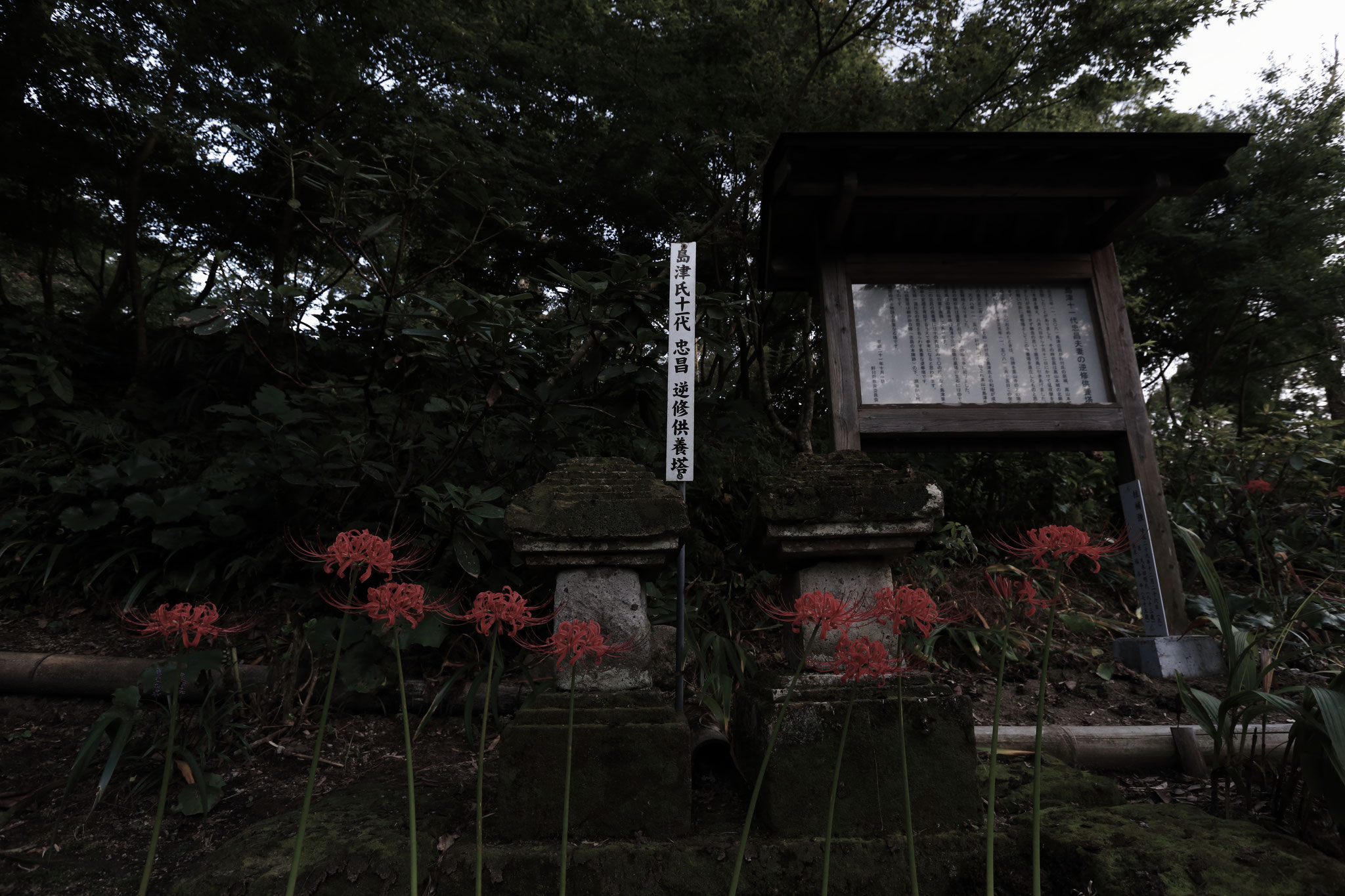 道隆寺跡の彼岸花(9/19 肝付町)