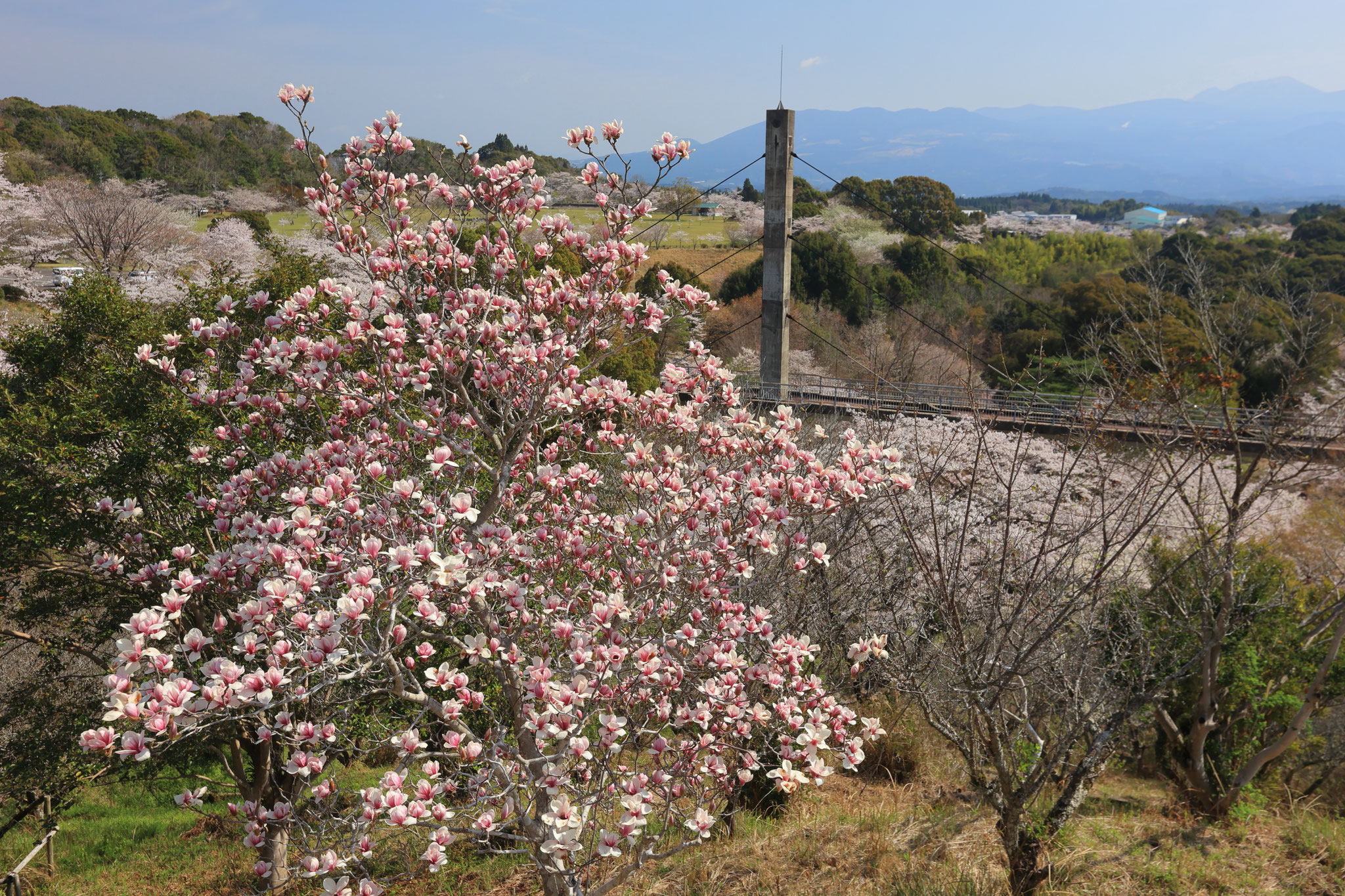 桜かと思えばモクレンでした(3月29日 霧島市)