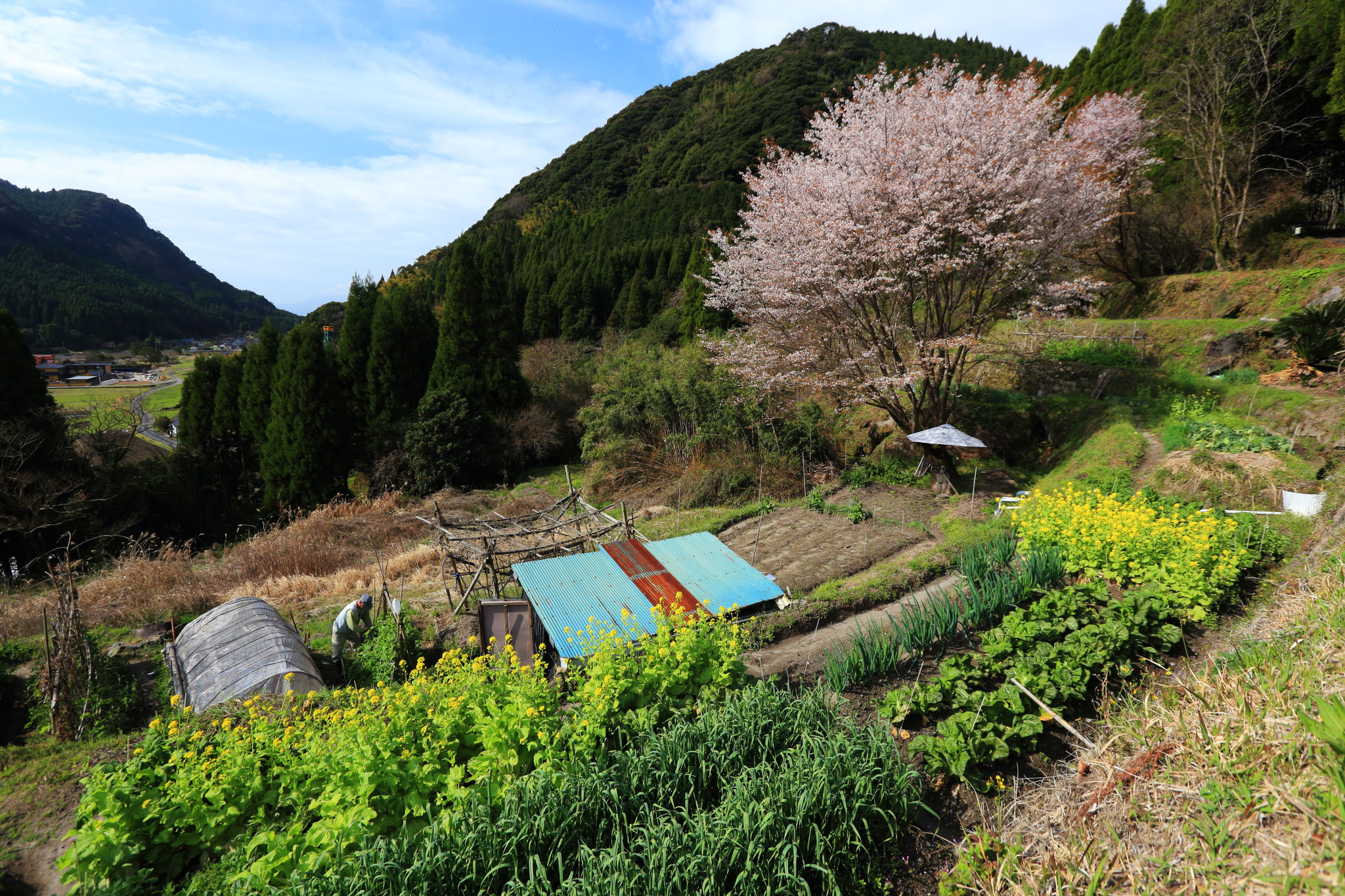 のどかな里の春景色（3/18 場所は秘密です。）