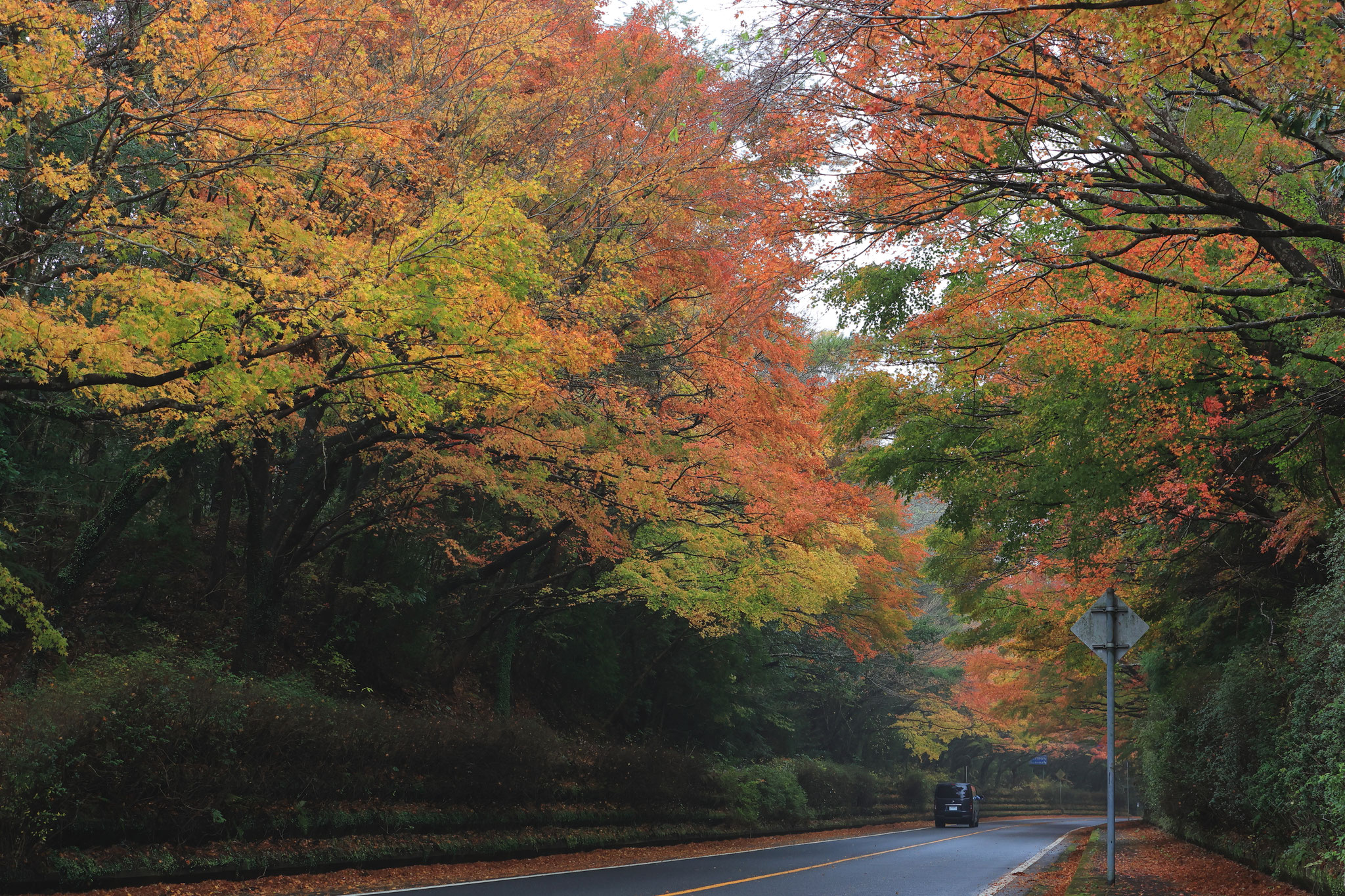 紅葉の美しい道(12月4日 霧島市)